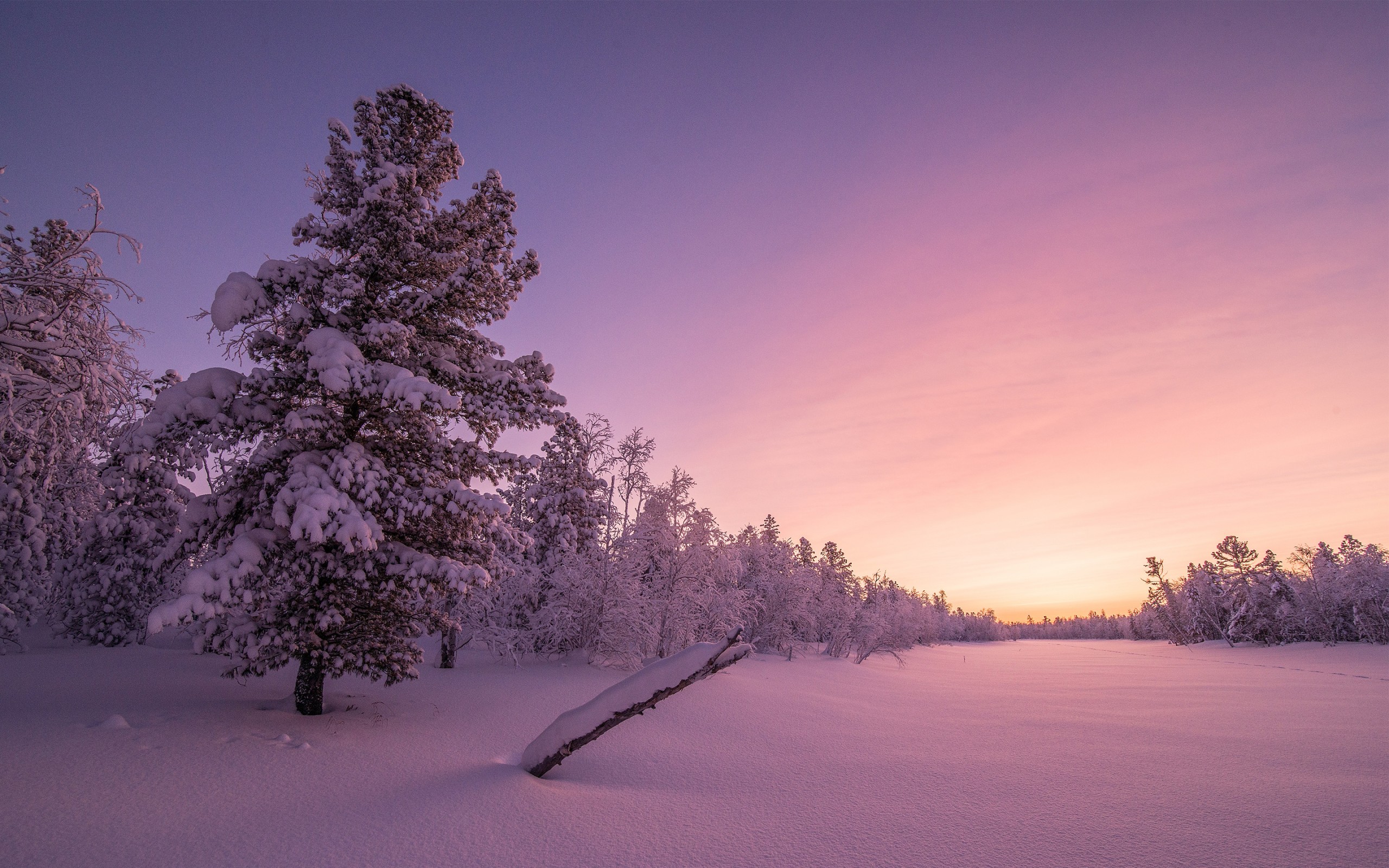 Purple Winter Background