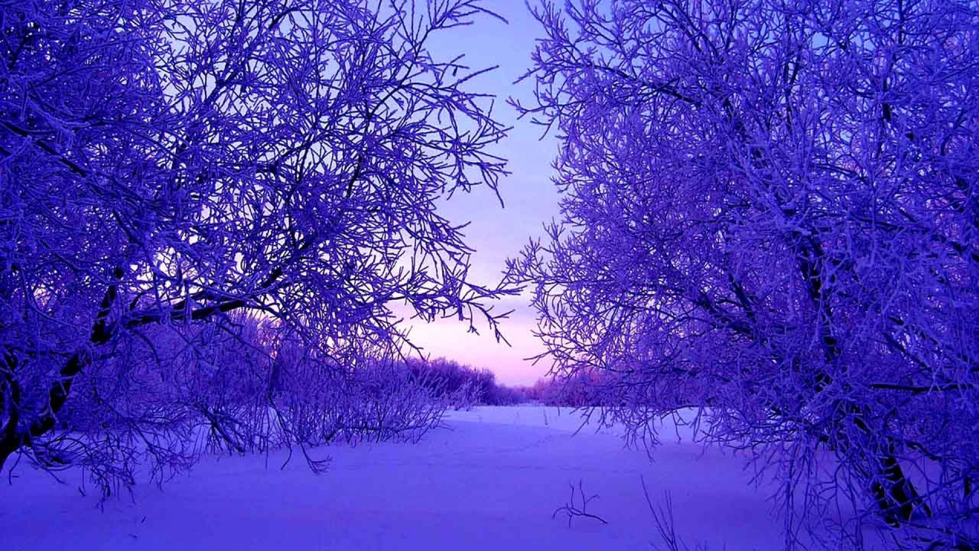 Purple Winter Background