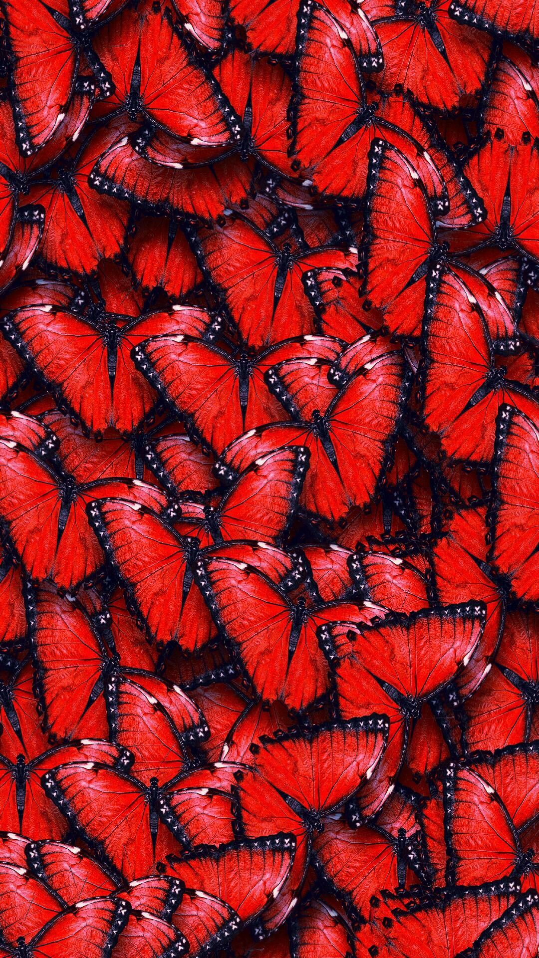 Red And Black Butterfly Wallpapers