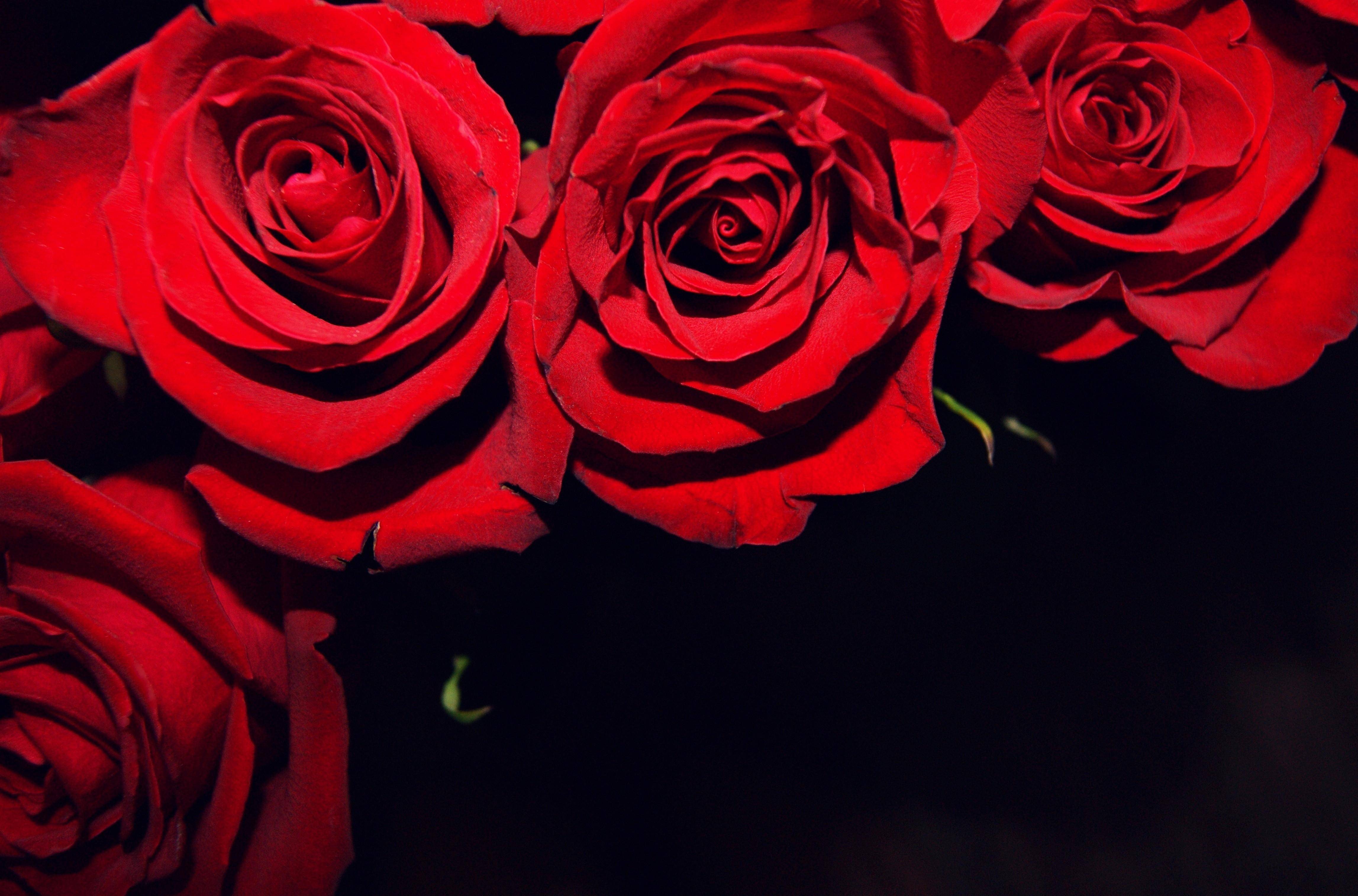 Red And Black Floral Wallpapers