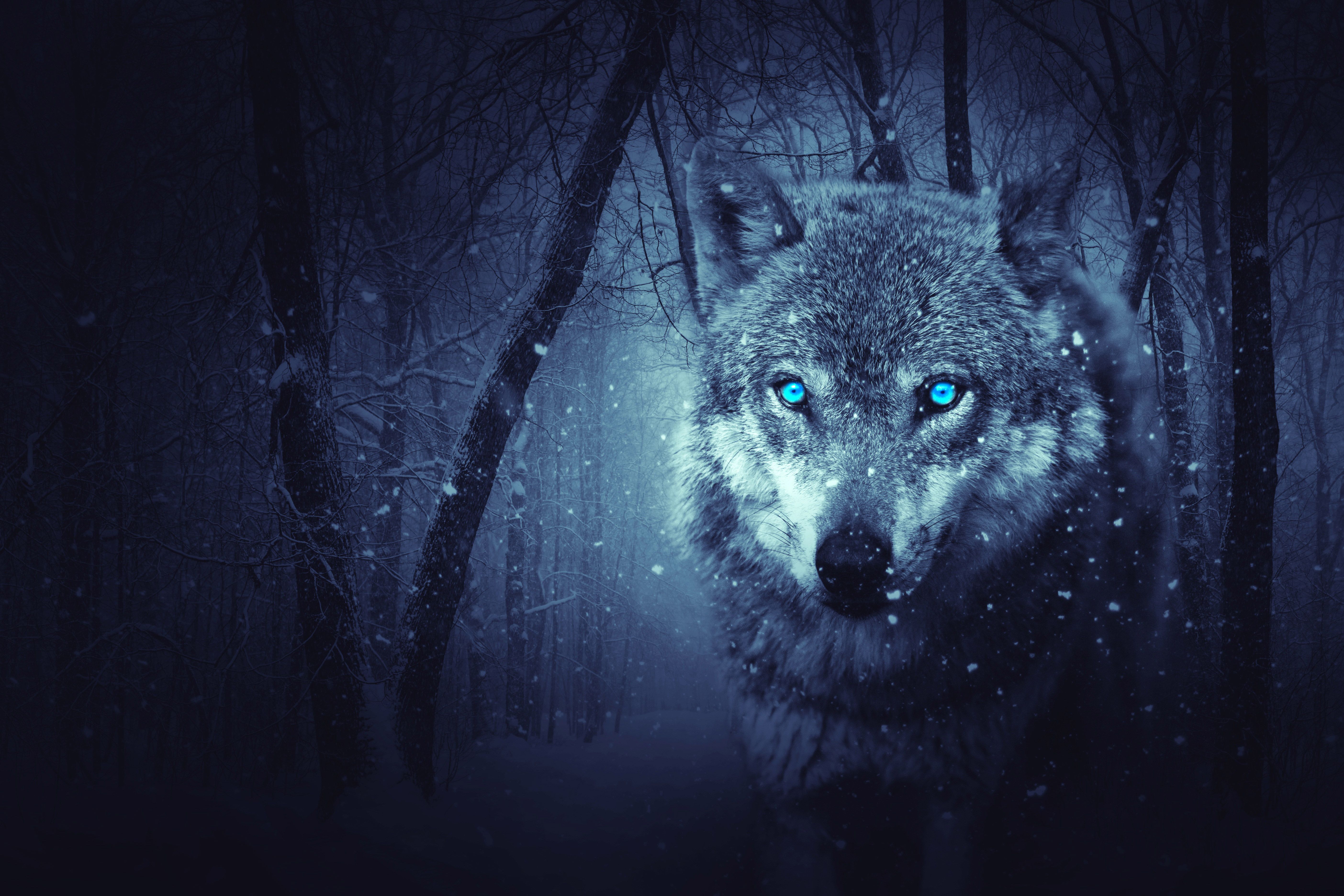 Red And Blue Wolf Wallpapers