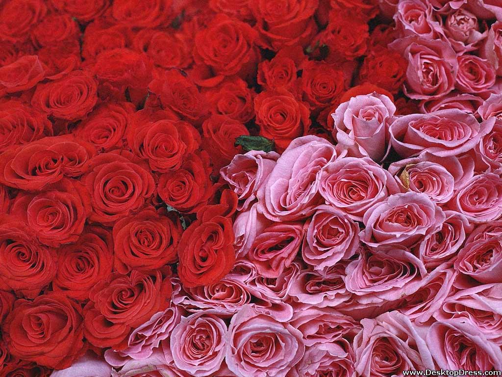 Red And Pink Roses Wallpapers