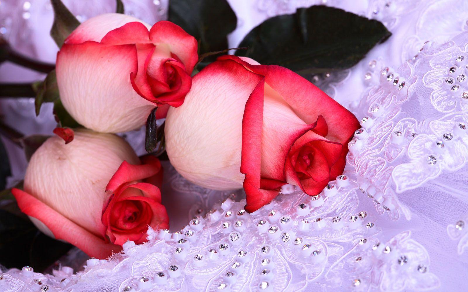 Red And Pink Roses Wallpapers