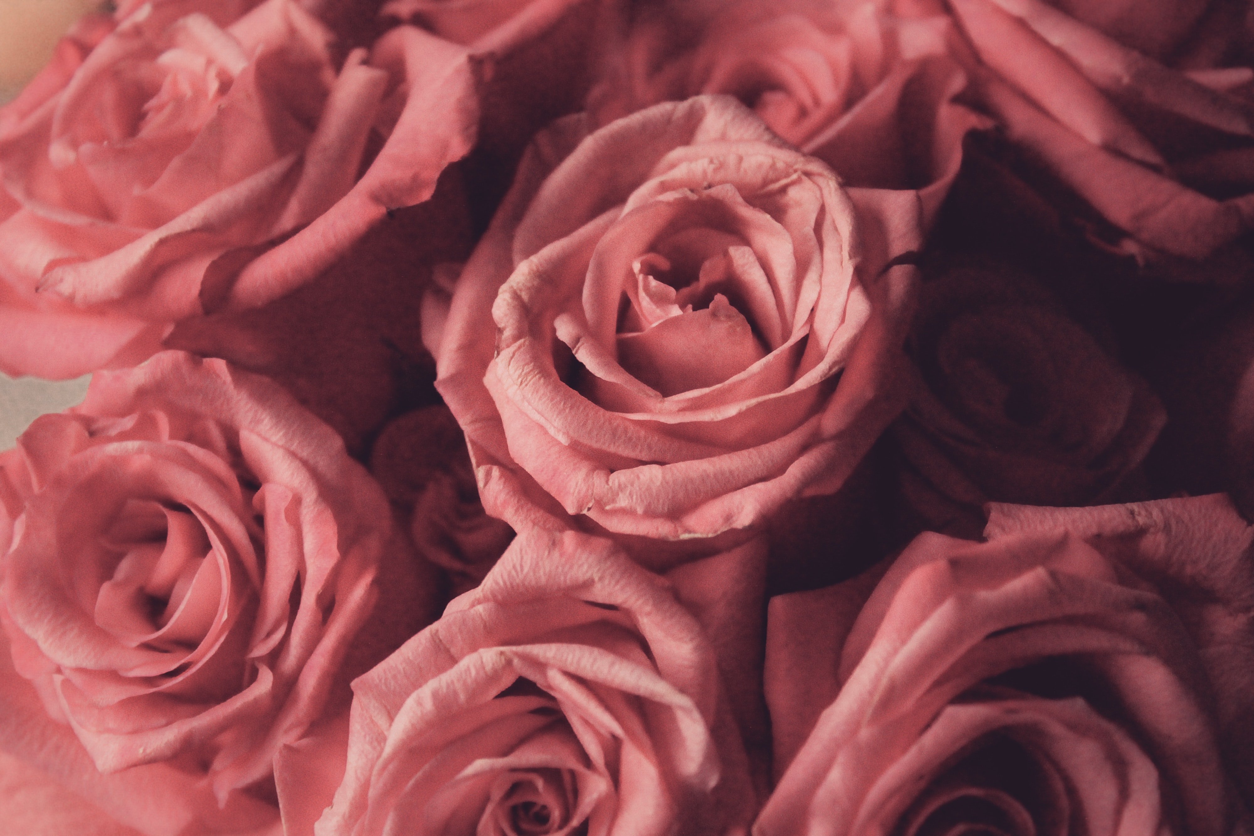 Red And Pink Roses Wallpapers