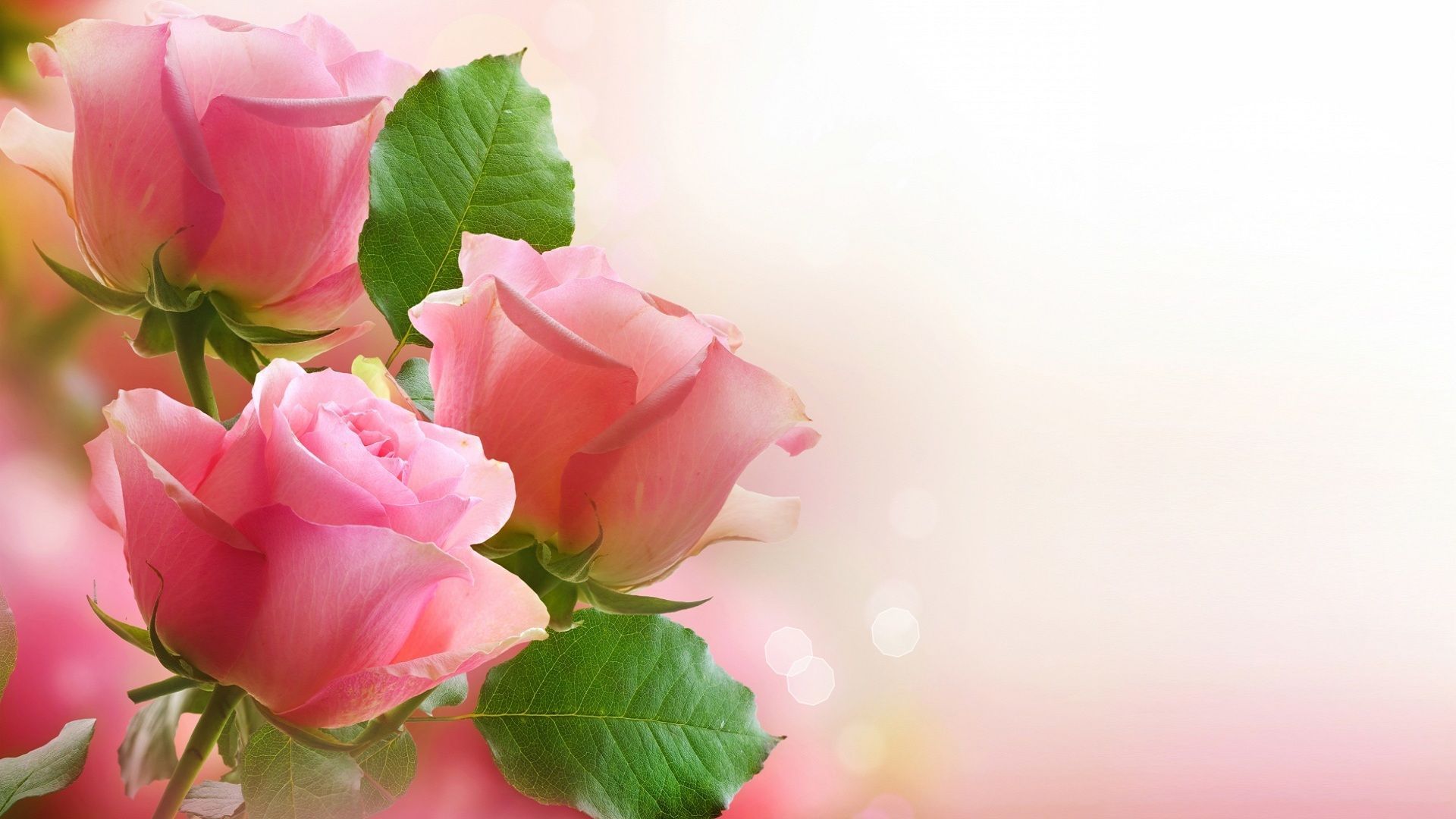 Red And Pink Roses Wallpapers