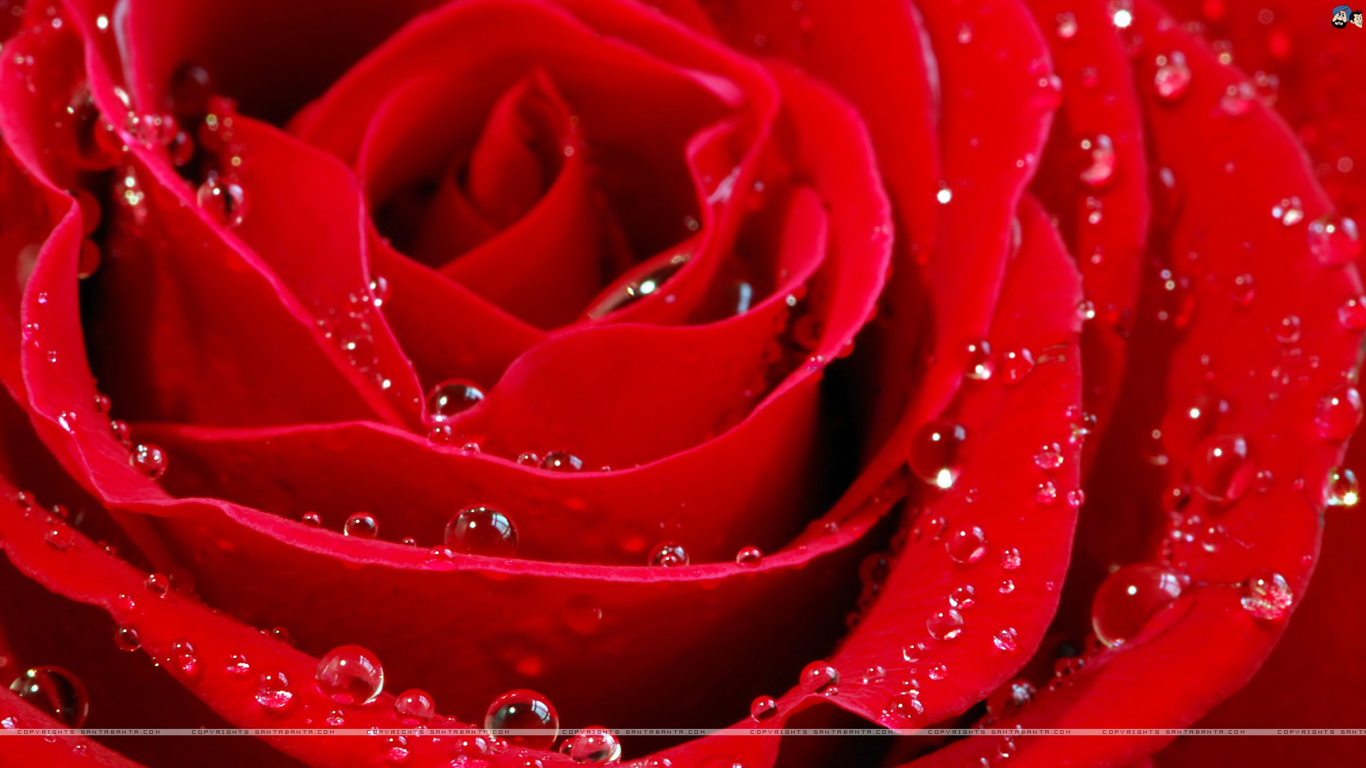 Red And Pink Roses Wallpapers