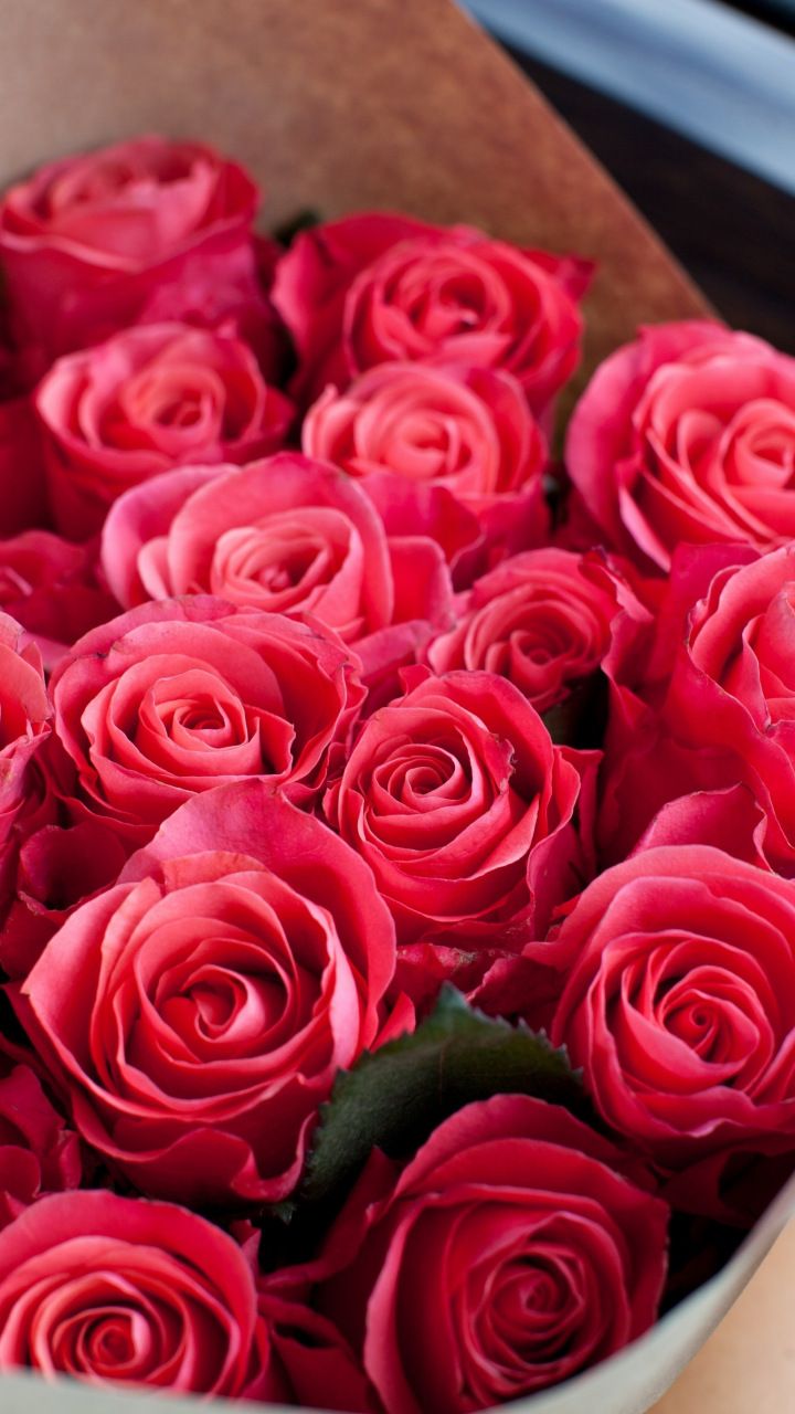 Red And Pink Roses Wallpapers