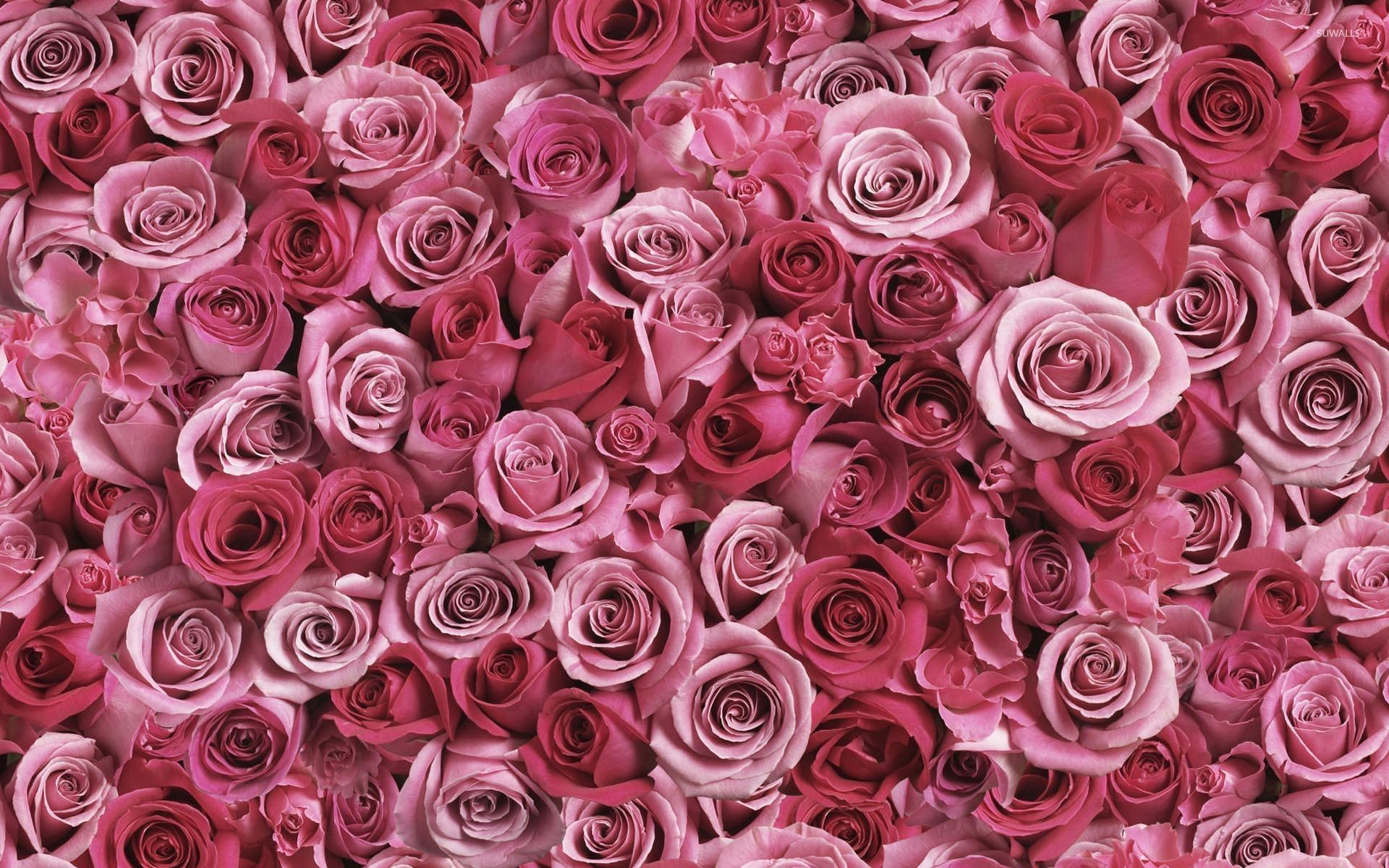 Red And Pink Roses Wallpapers