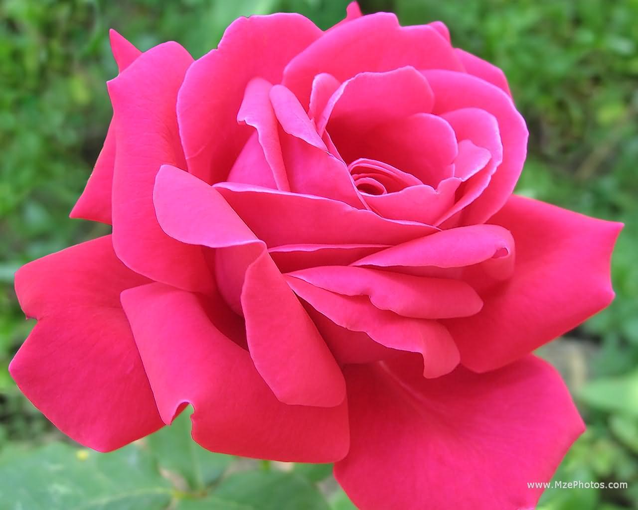 Red And Pink Roses Wallpapers