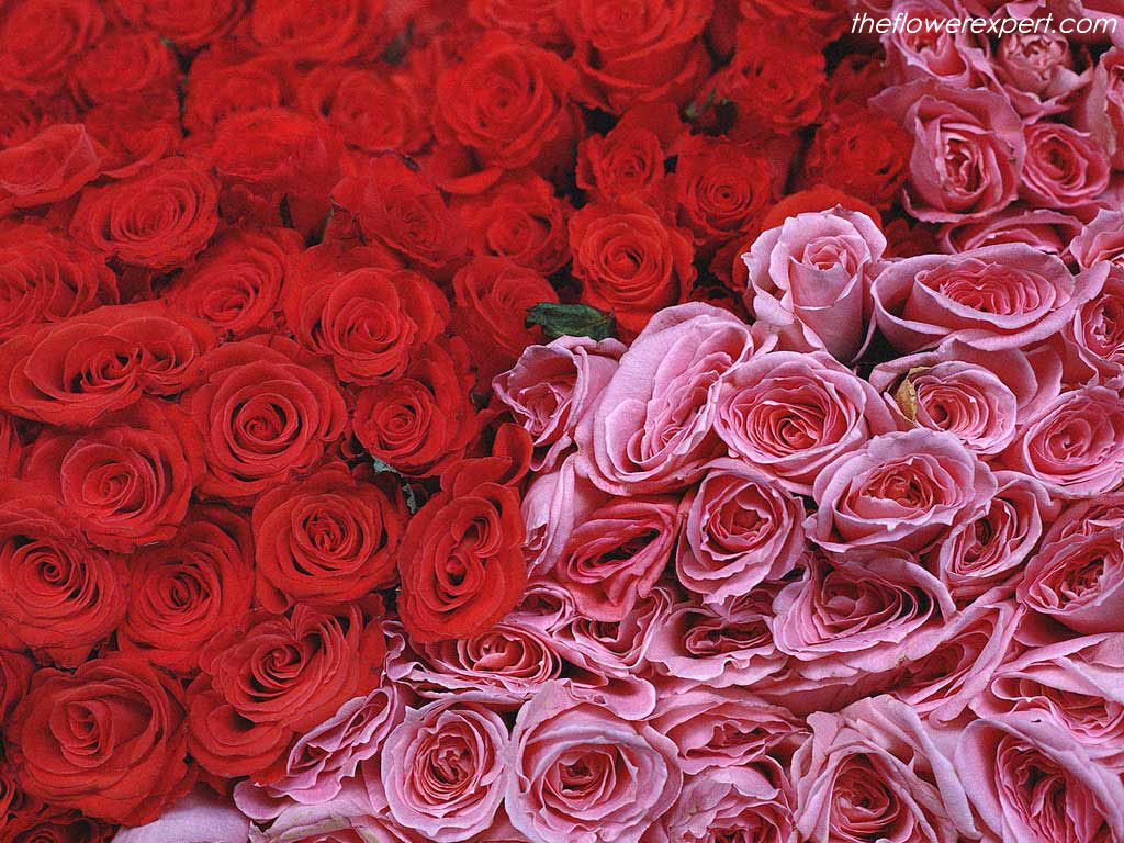 Red And Pink Roses Pics Wallpapers