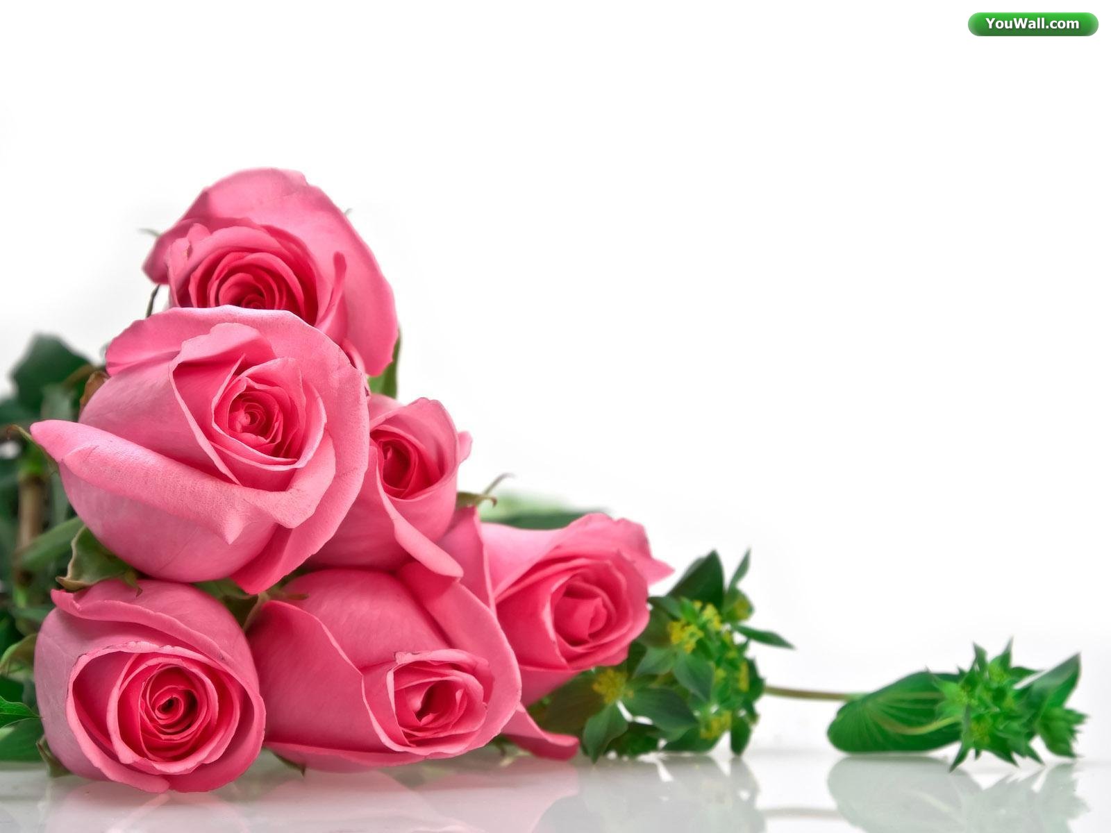 Red And Pink Roses Pics Wallpapers