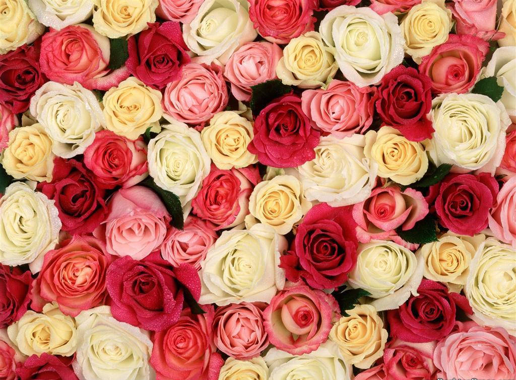 Red And Pink Roses Pics Wallpapers