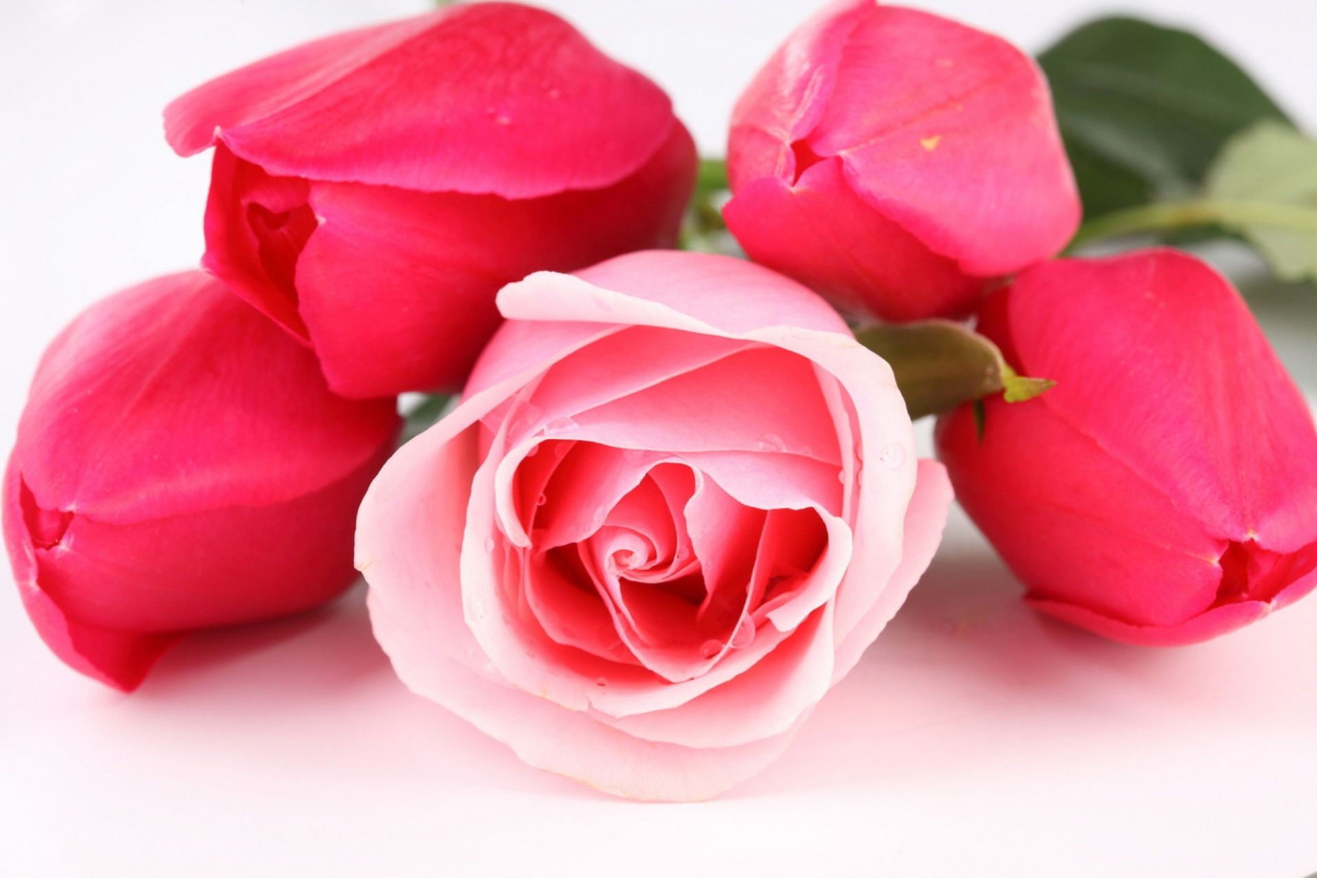 Red And Pink Roses Pics Wallpapers