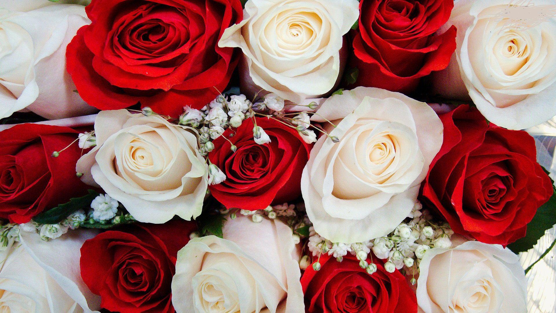 Red And White Roses Wallpapers