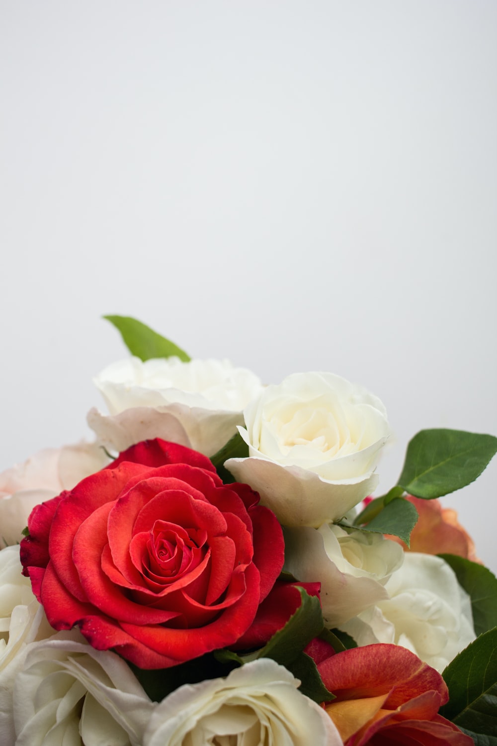 Red And White Roses Wallpapers