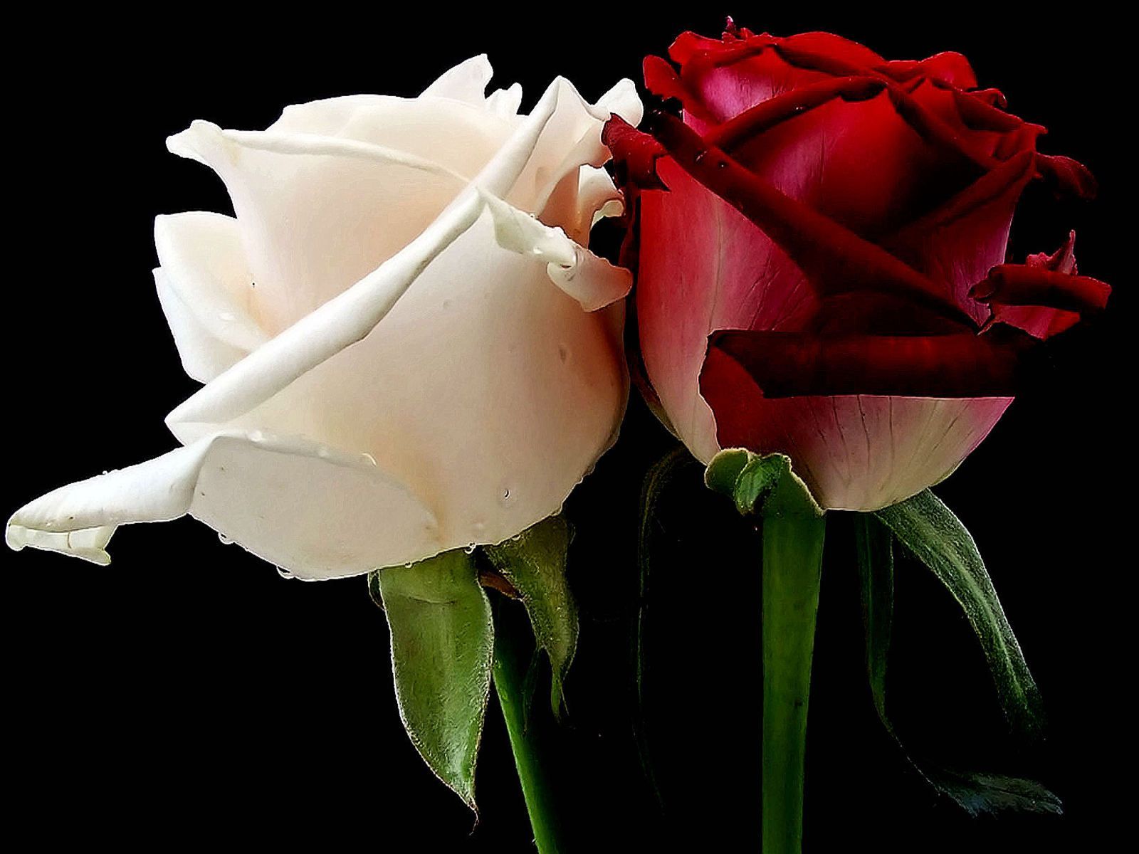 Red And White Roses Wallpapers