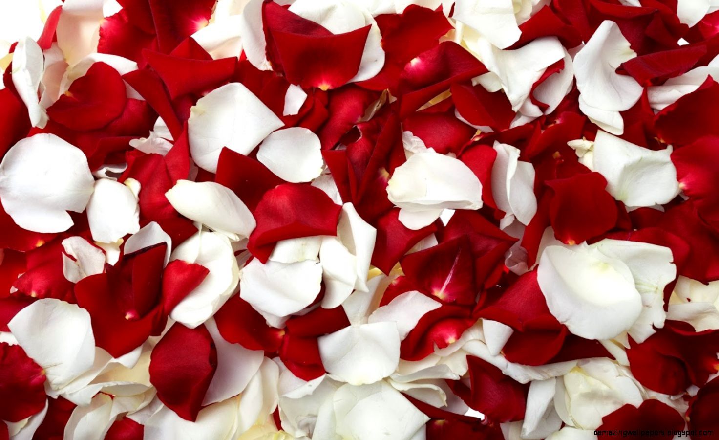 Red And White Roses Wallpapers