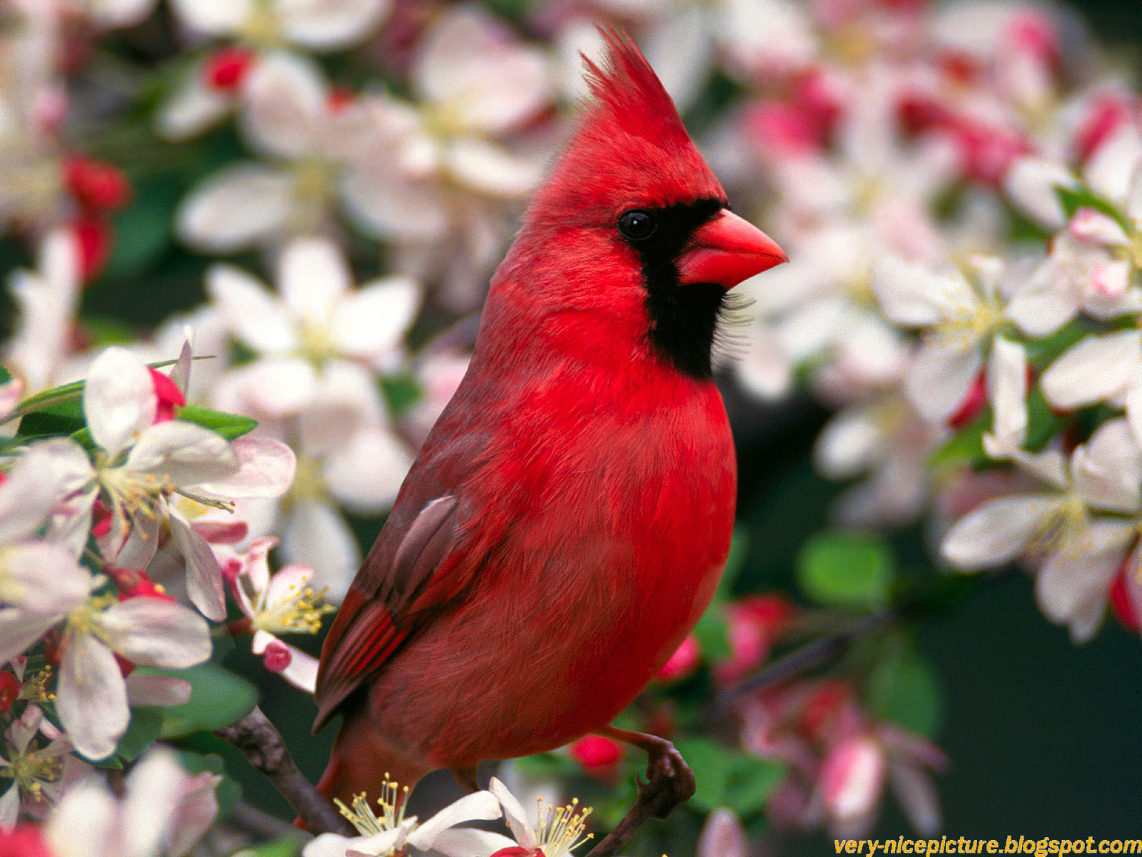 Red Bird Wallpapers