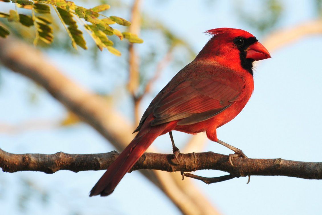 Red Bird Wallpapers