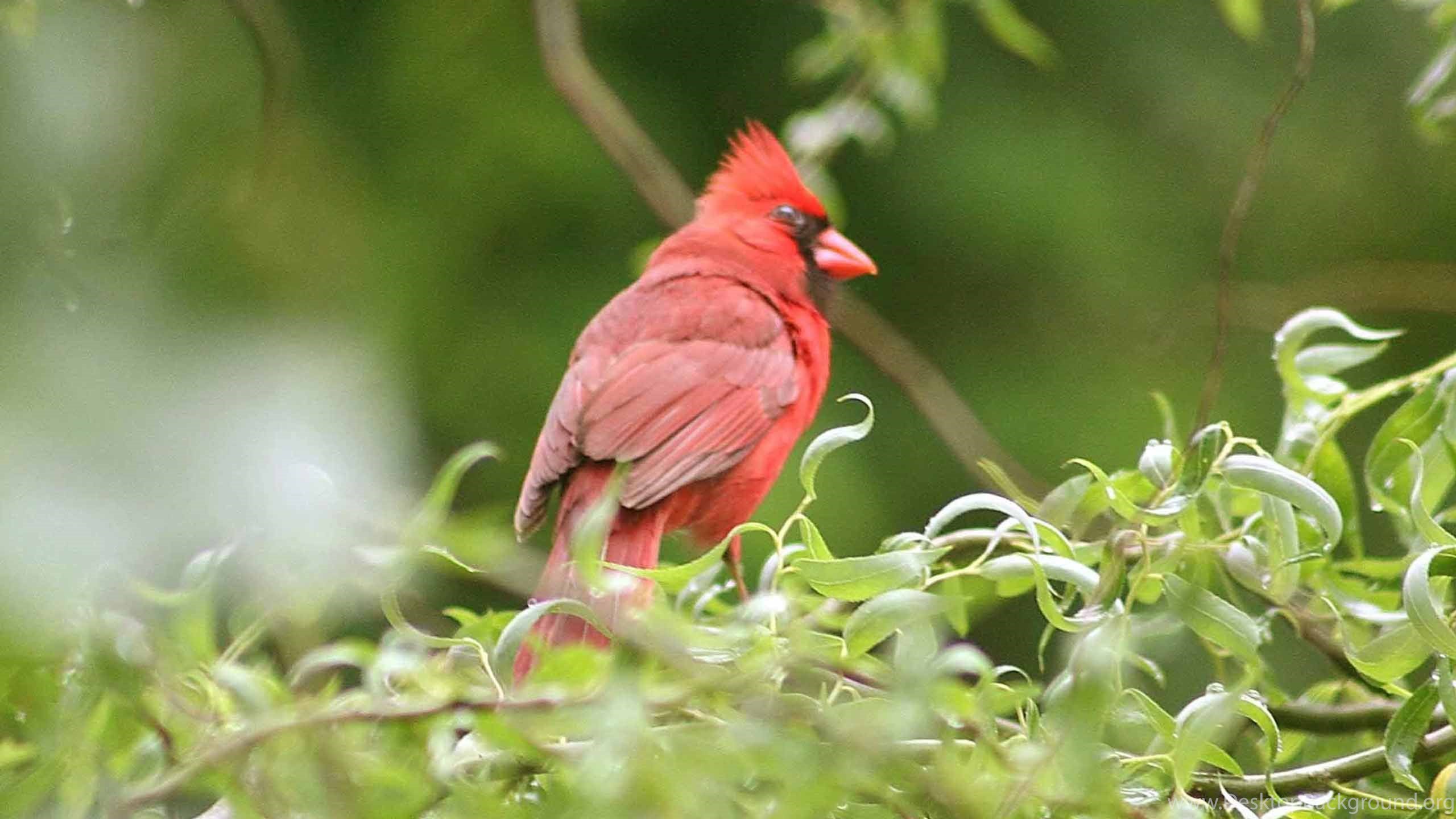 Red Bird Wallpapers