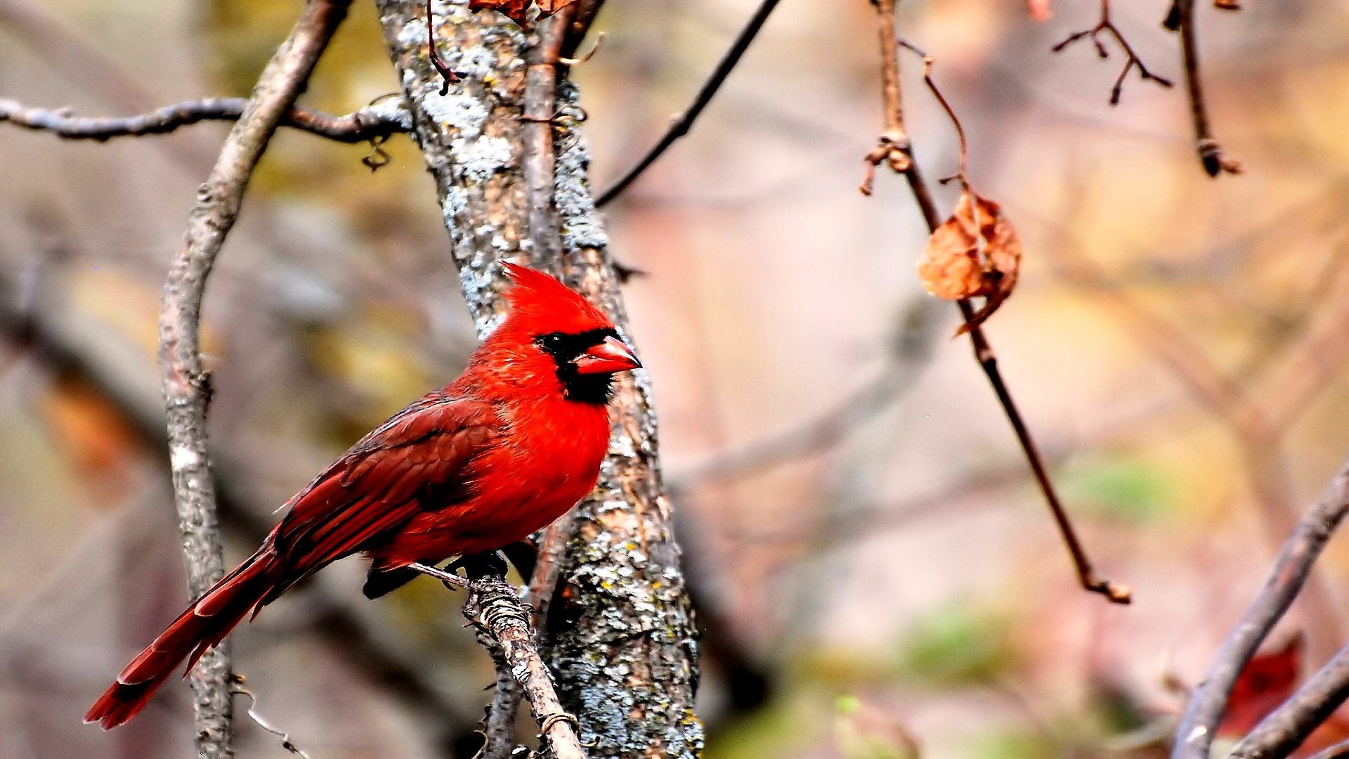 Red Bird Wallpapers