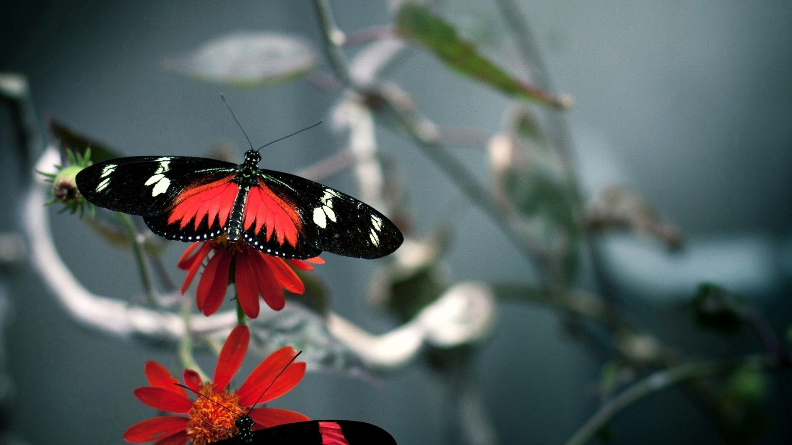 Red Butterfly Wallpapers