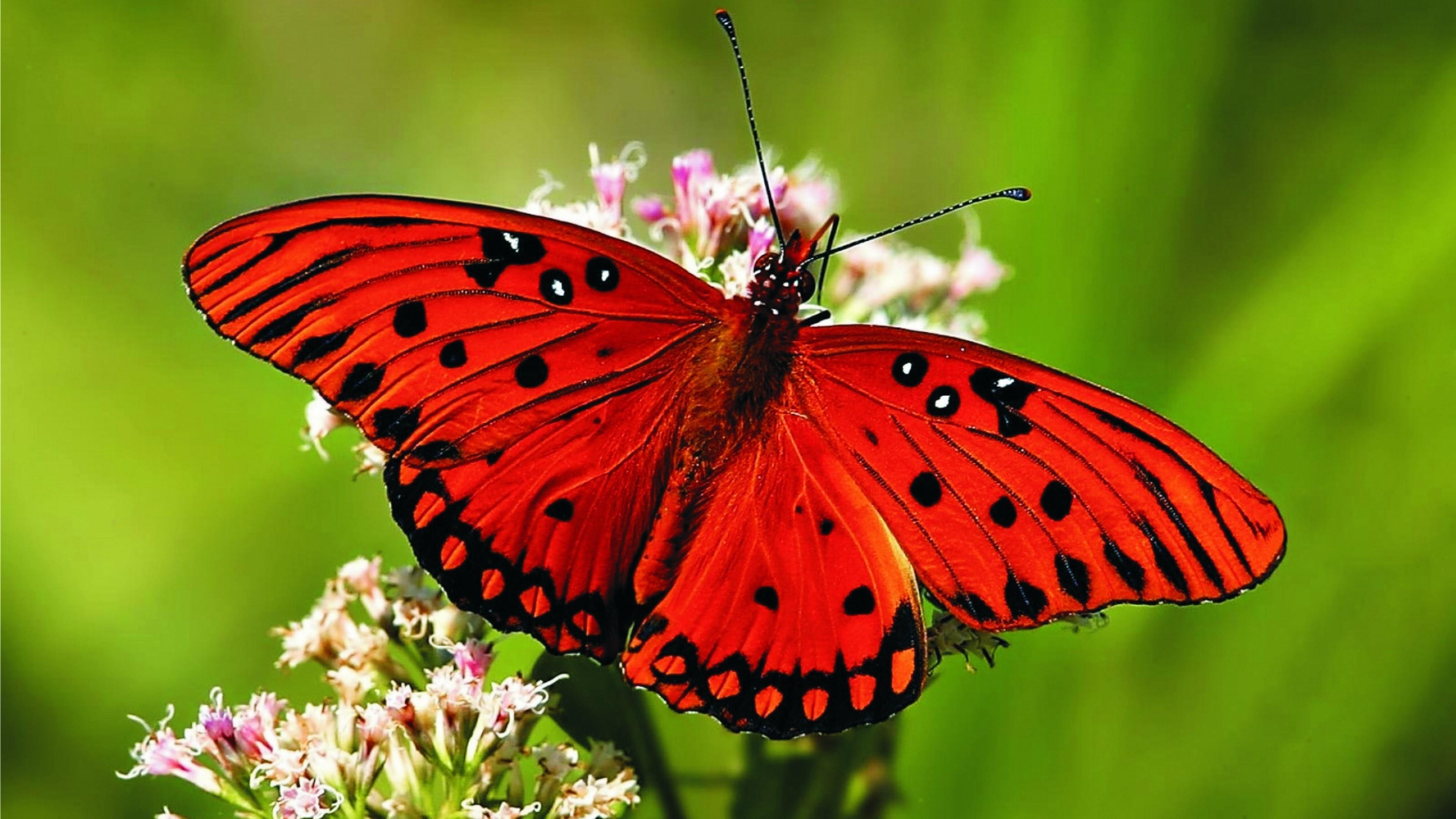 Red Butterfly Hd Wallpapers