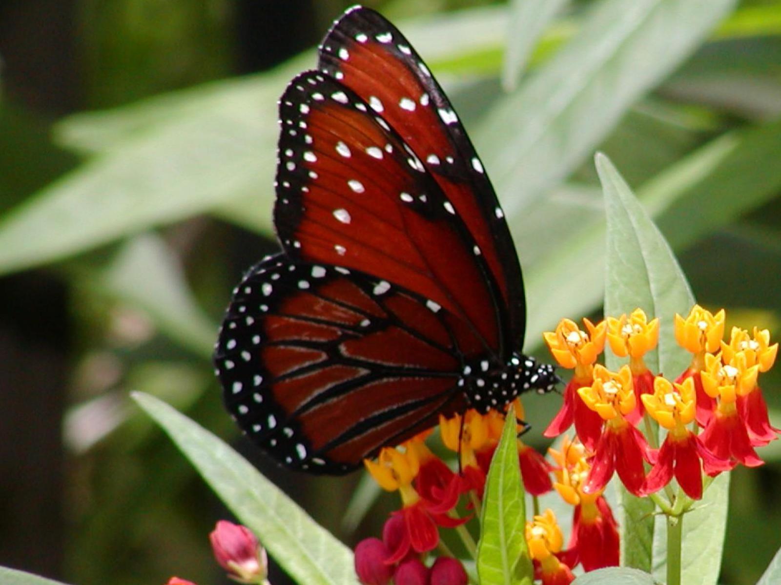 Red Butterfly Hd Wallpapers