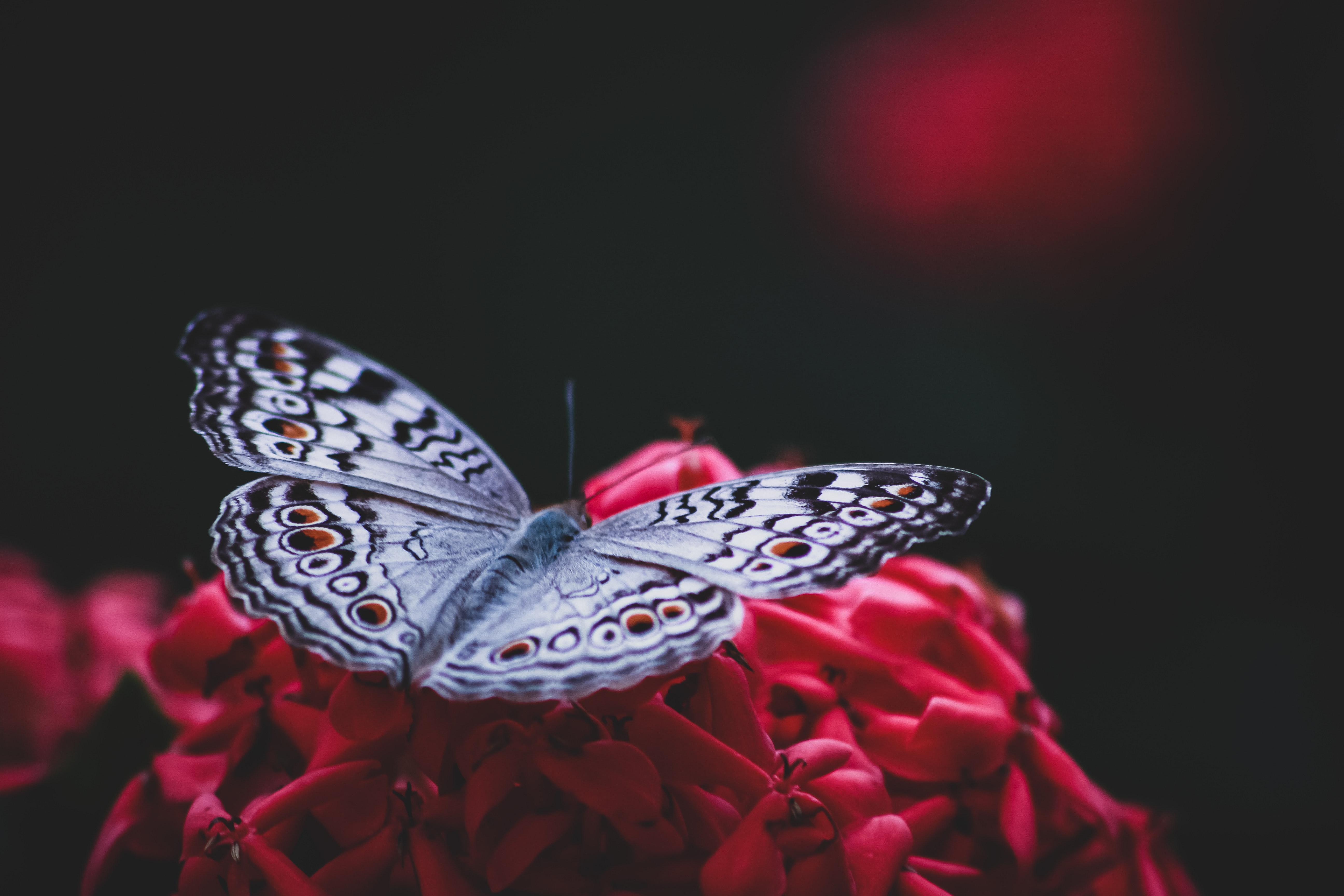 Red Butterfly Hd Wallpapers