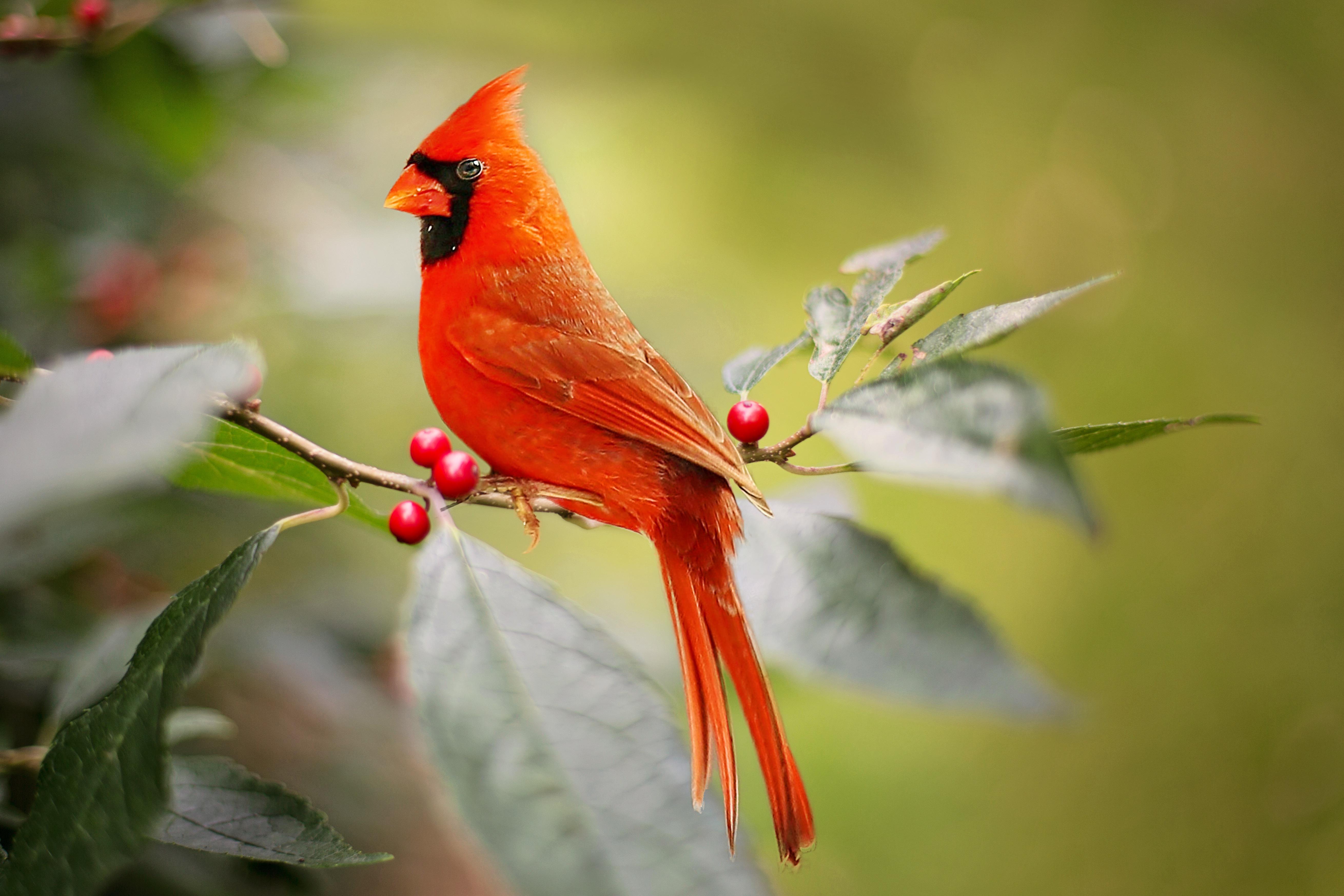 Red Cardinal Wallpapers