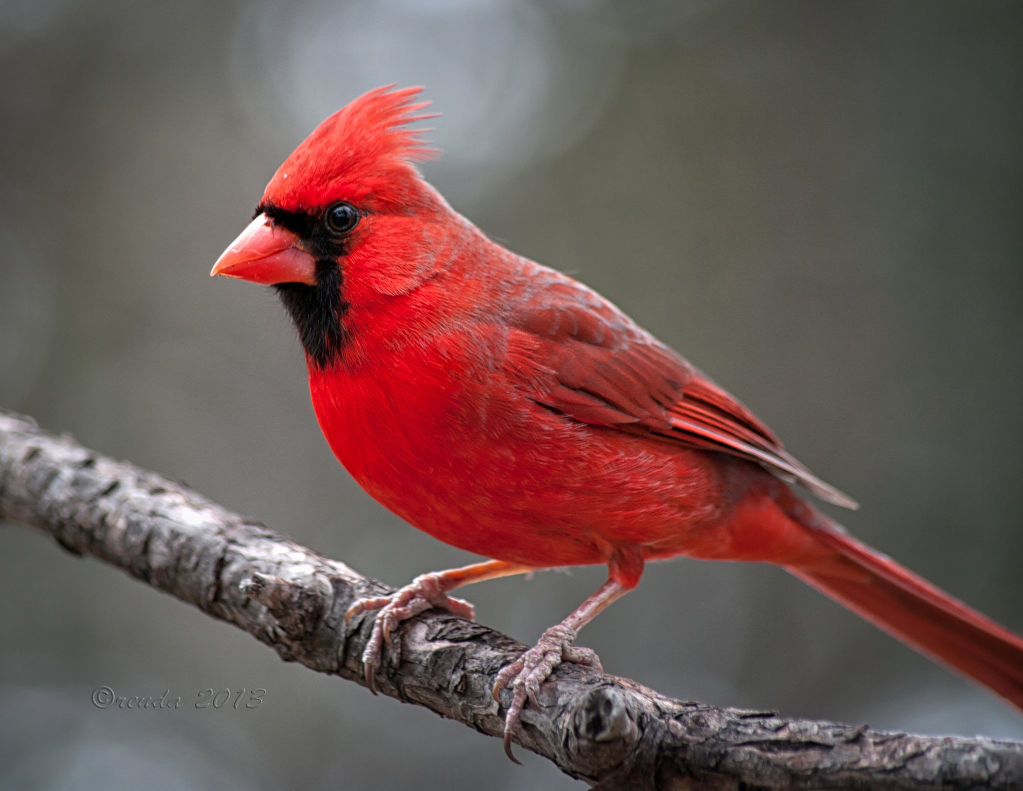 Red Cardinal Wallpapers