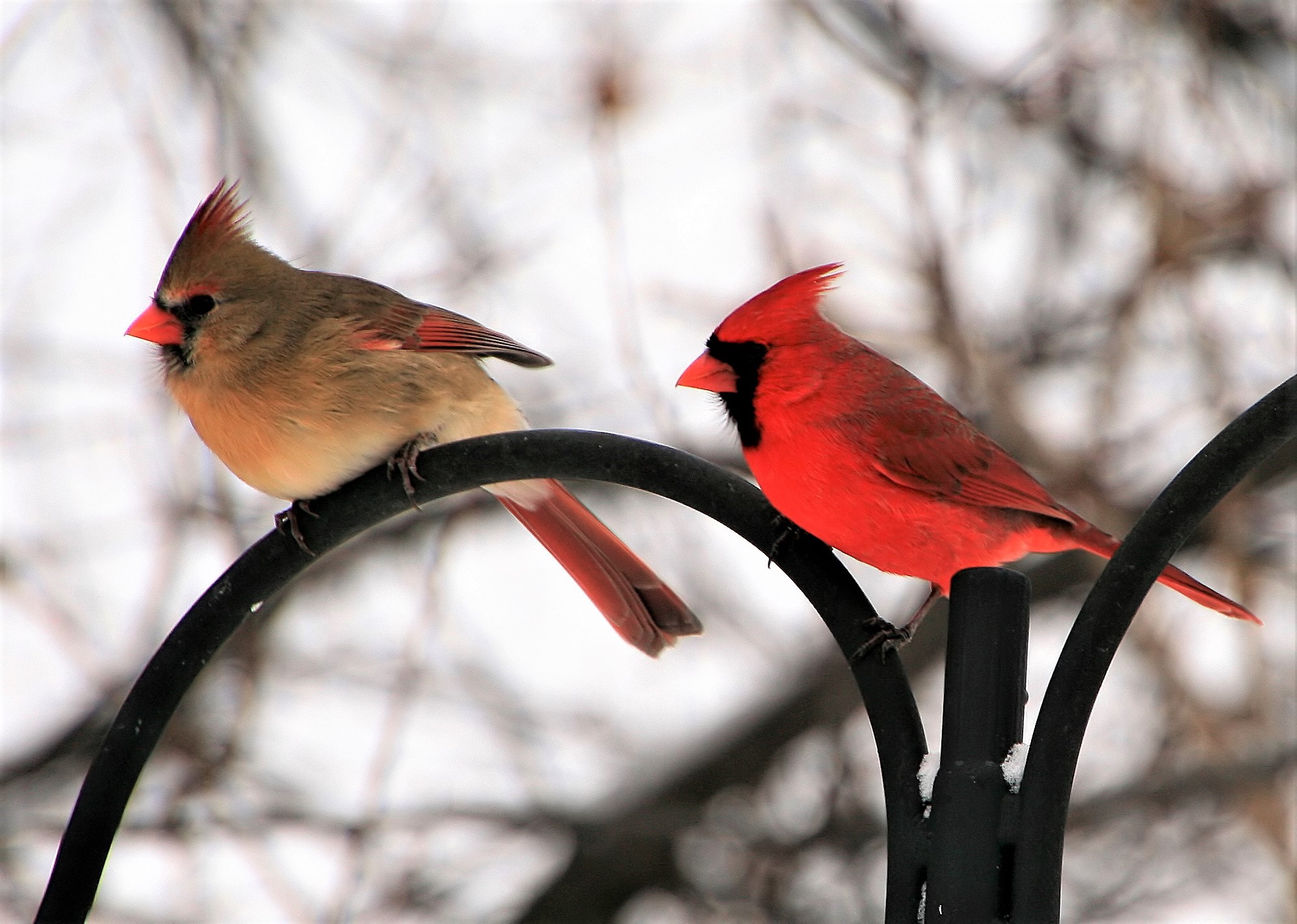 Red Cardinal Wallpapers