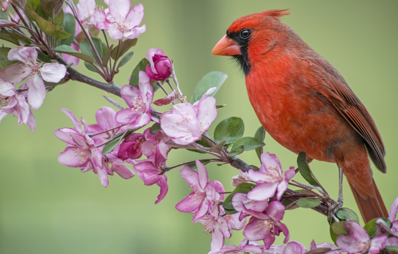 Red Cardinal Wallpapers