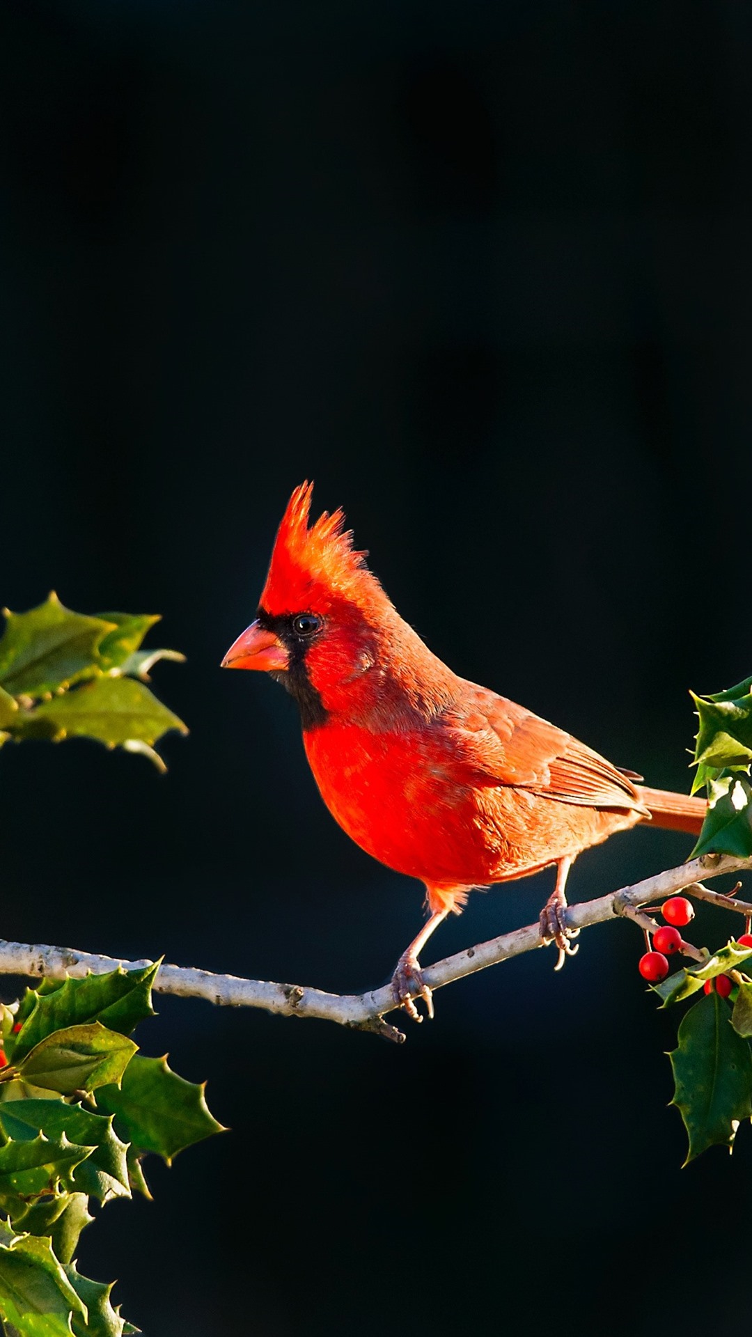 Red Cardinal Wallpapers