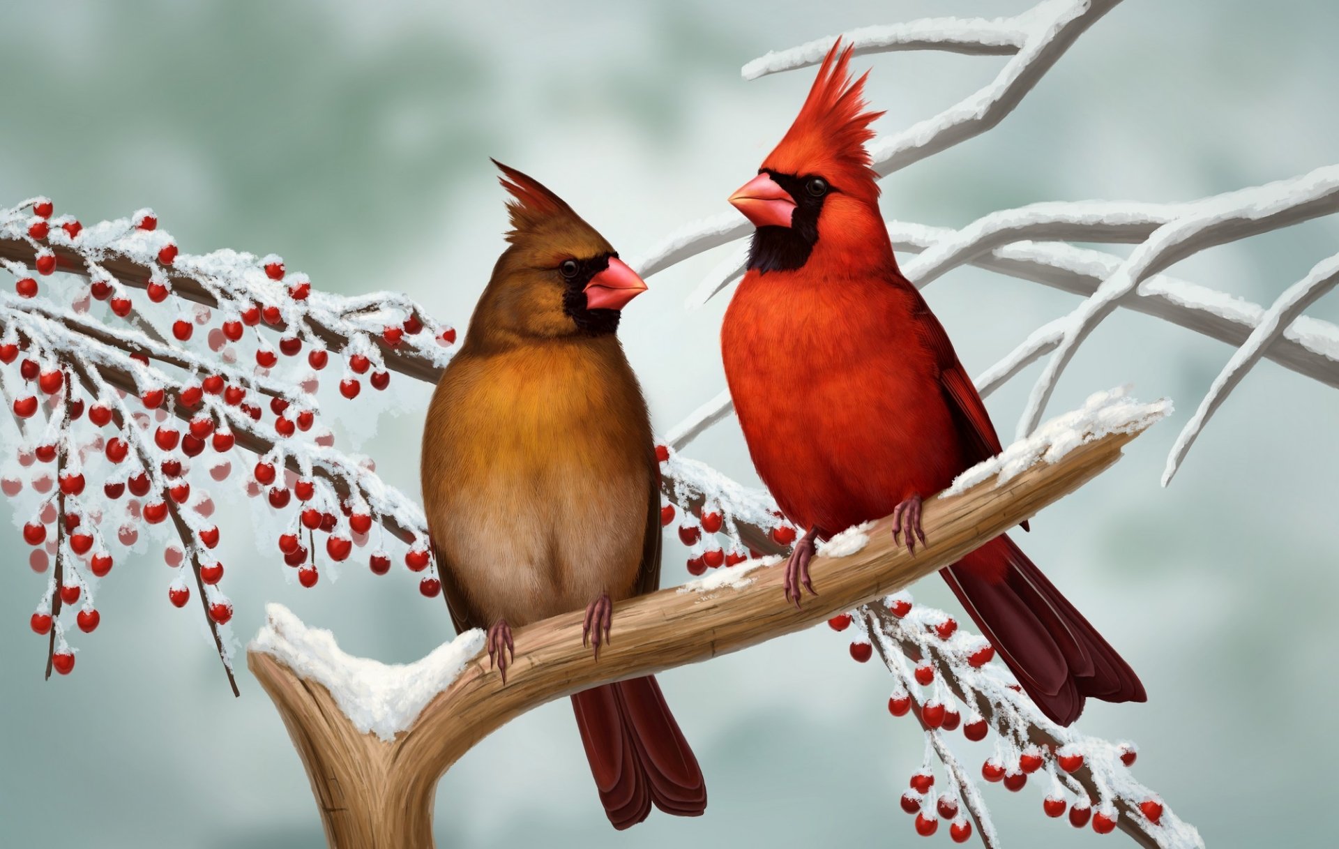 Red Cardinal Wallpapers