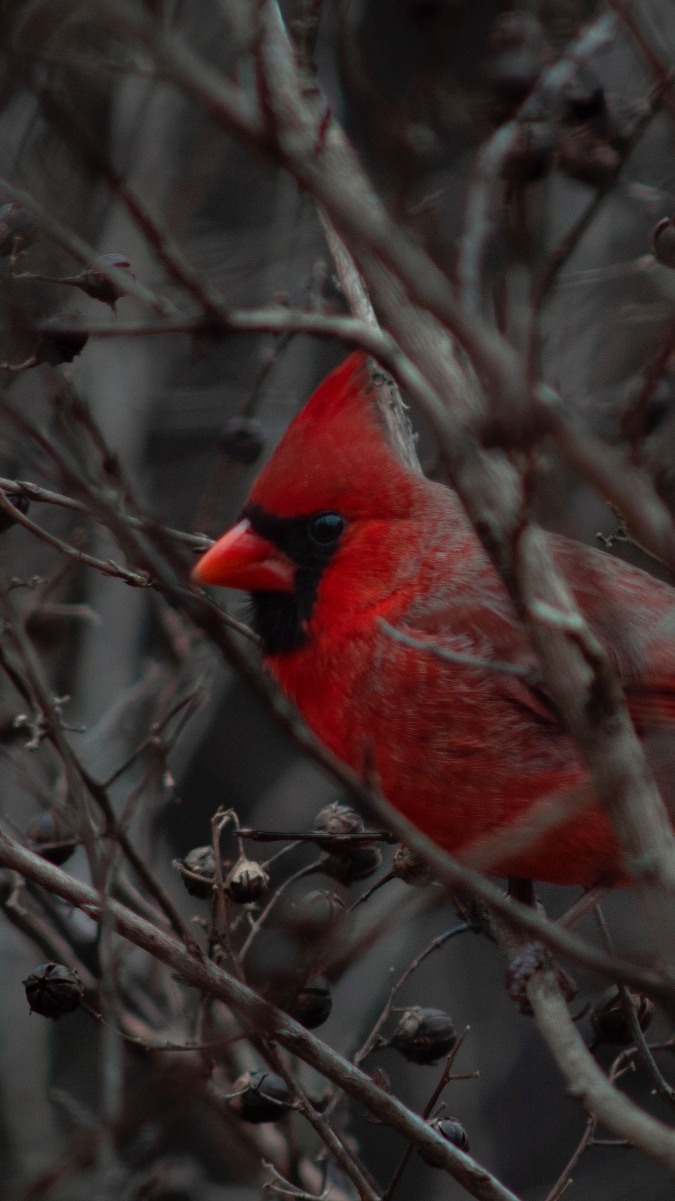 Red Cardinal Wallpapers