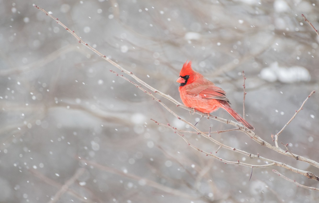 Red Cardinal Wallpapers