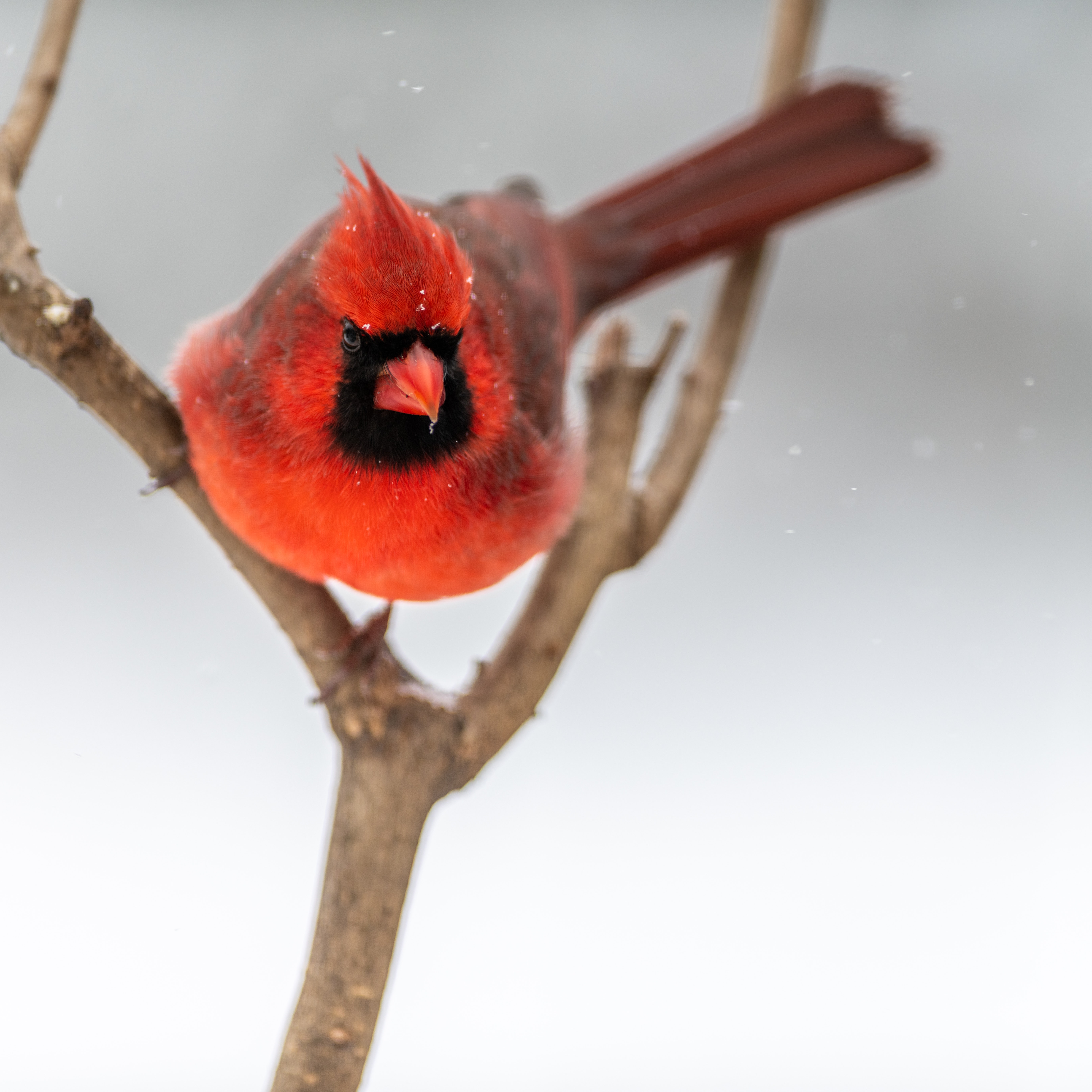 Red Cardinal Wallpapers