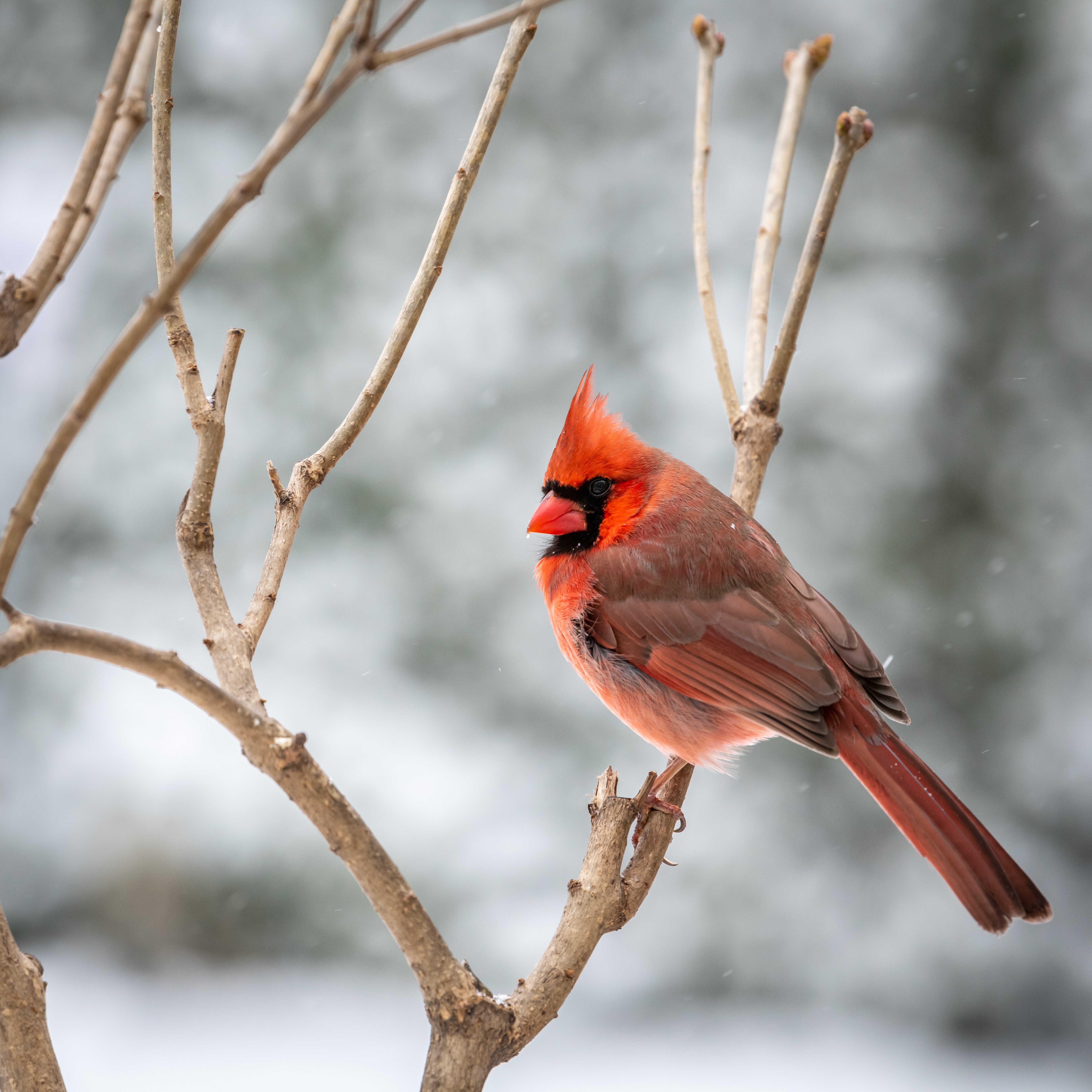 Red Cardinal Wallpapers