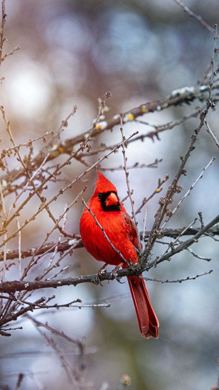 Red Cardinal Wallpapers