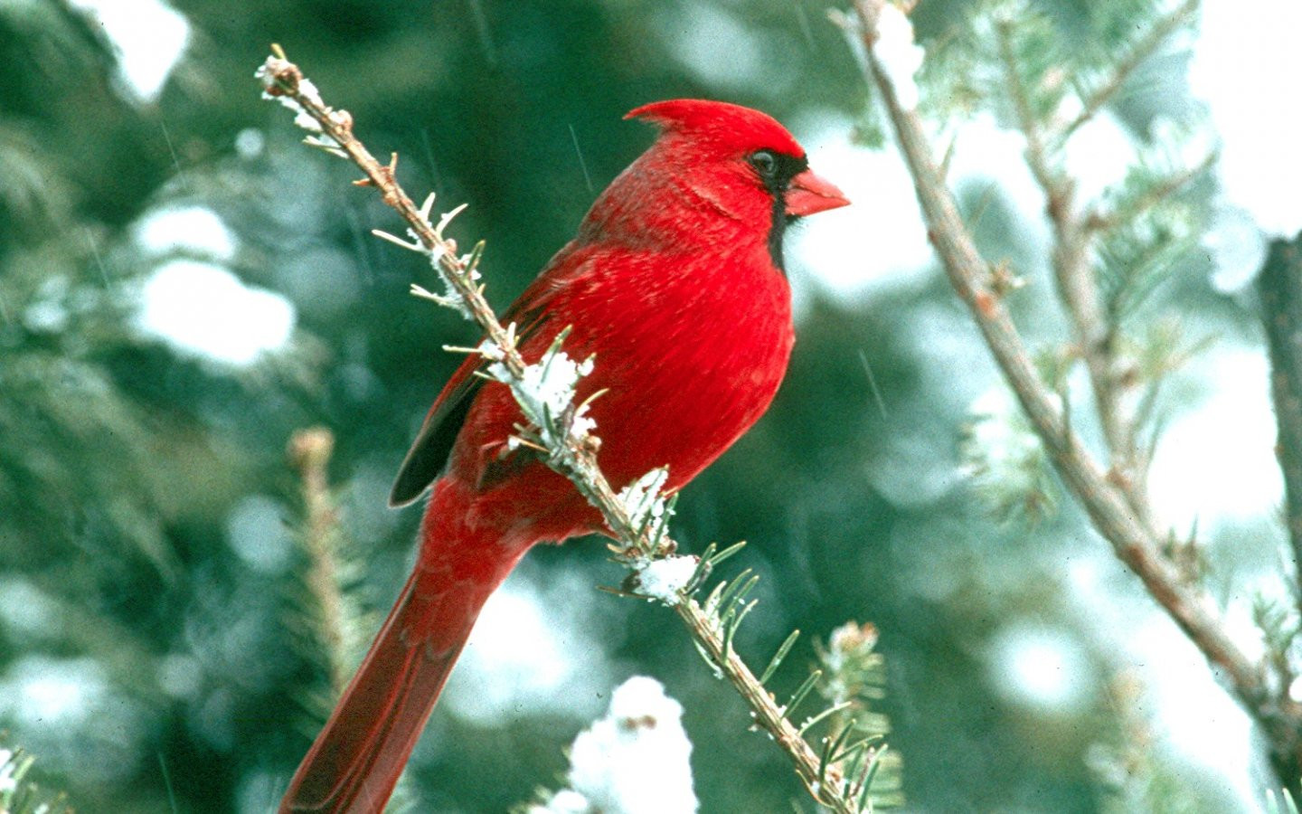 Red Cardinal Wallpapers