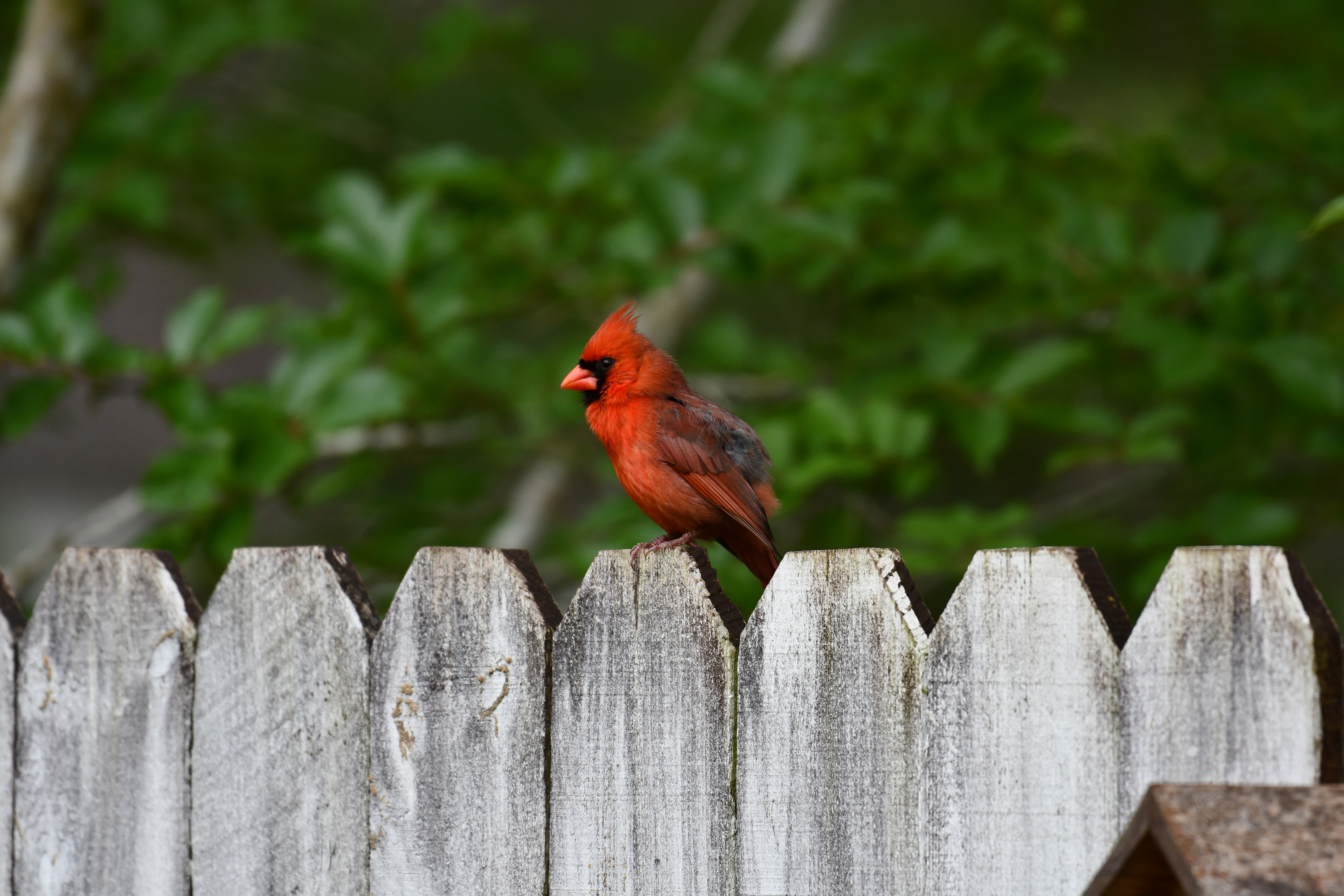 Red Cardinal Wallpapers