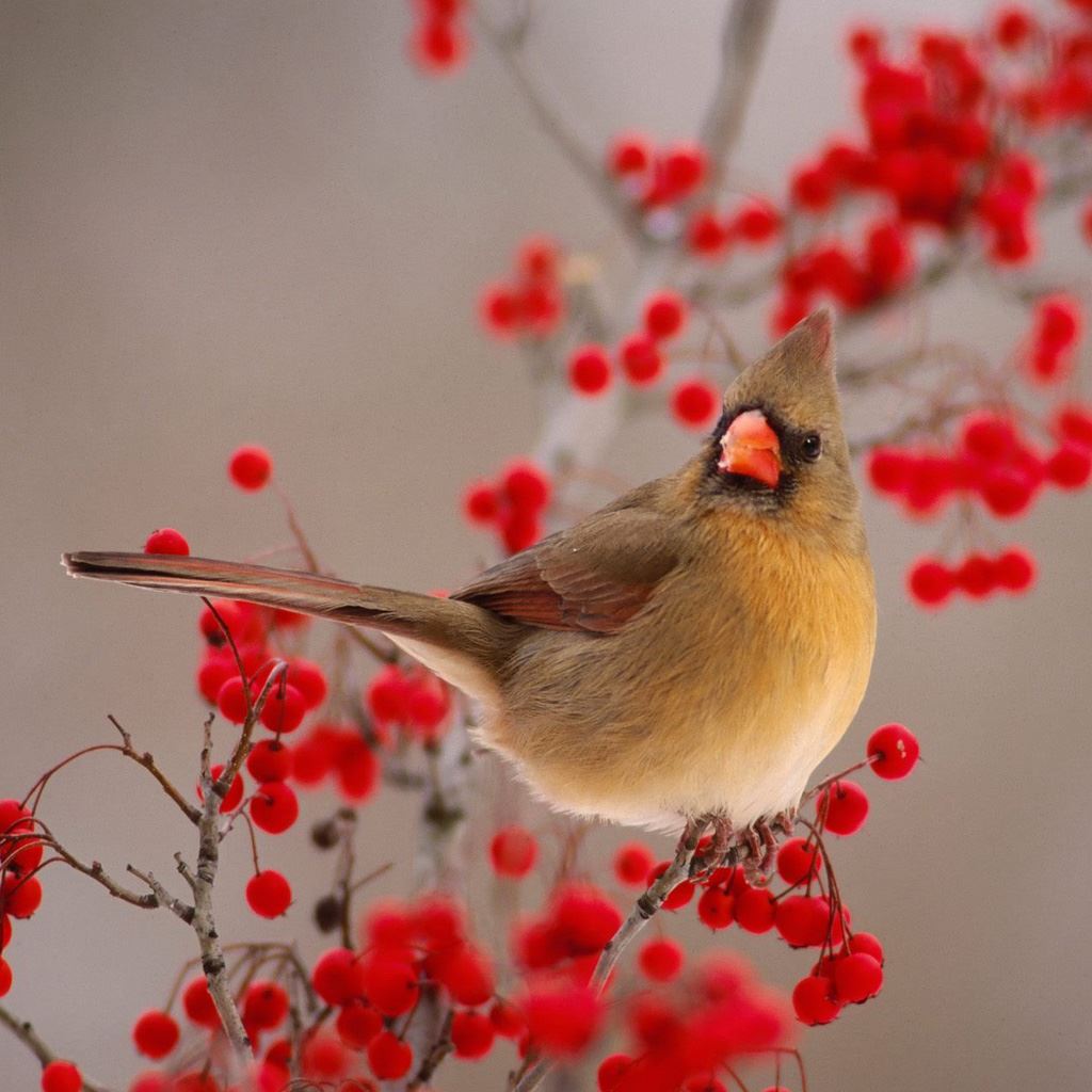 Red Cardinal Wallpapers