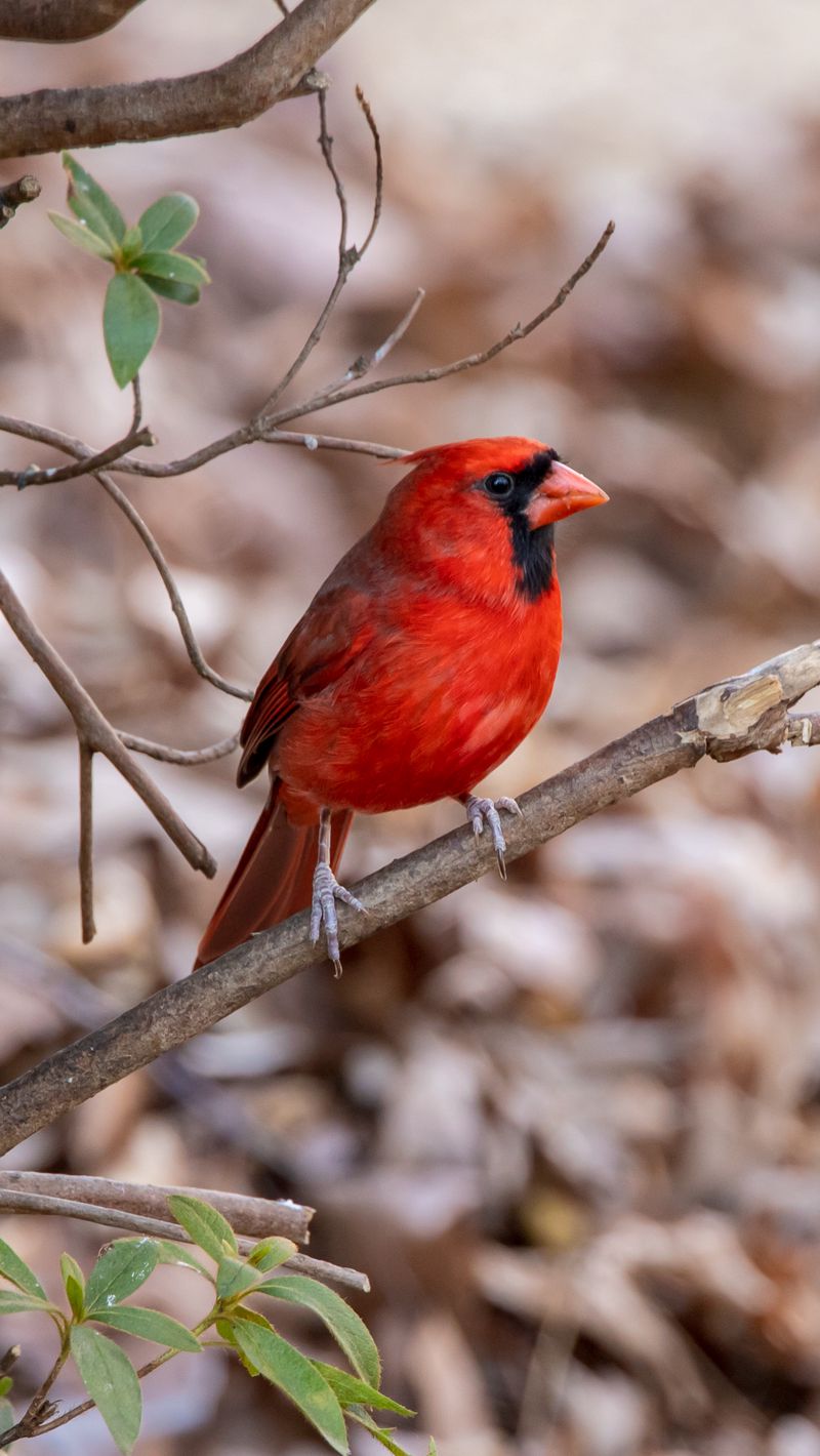 Red Cardinal Wallpapers