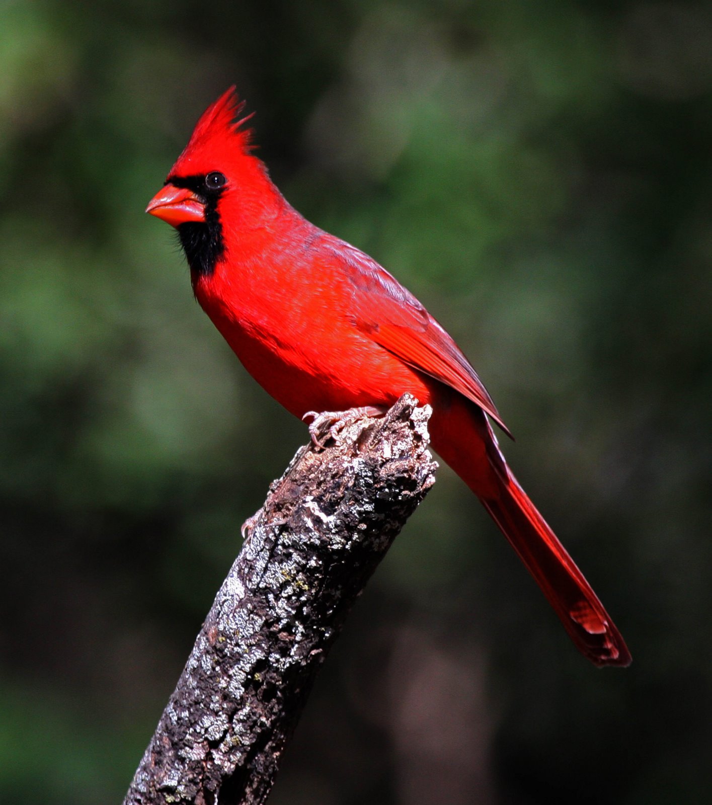 Red Cardinal Wallpapers