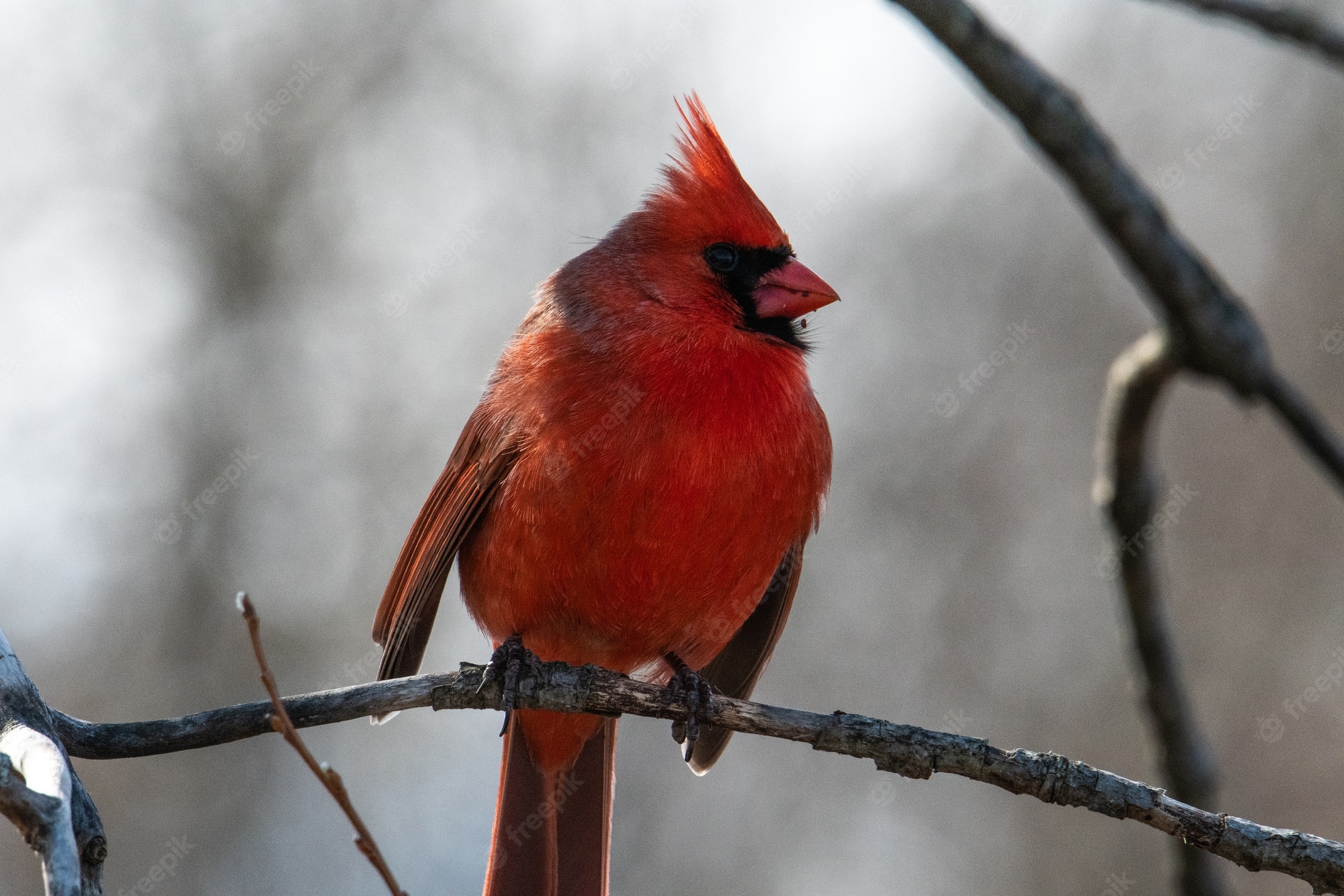 Red Cardinal Wallpapers