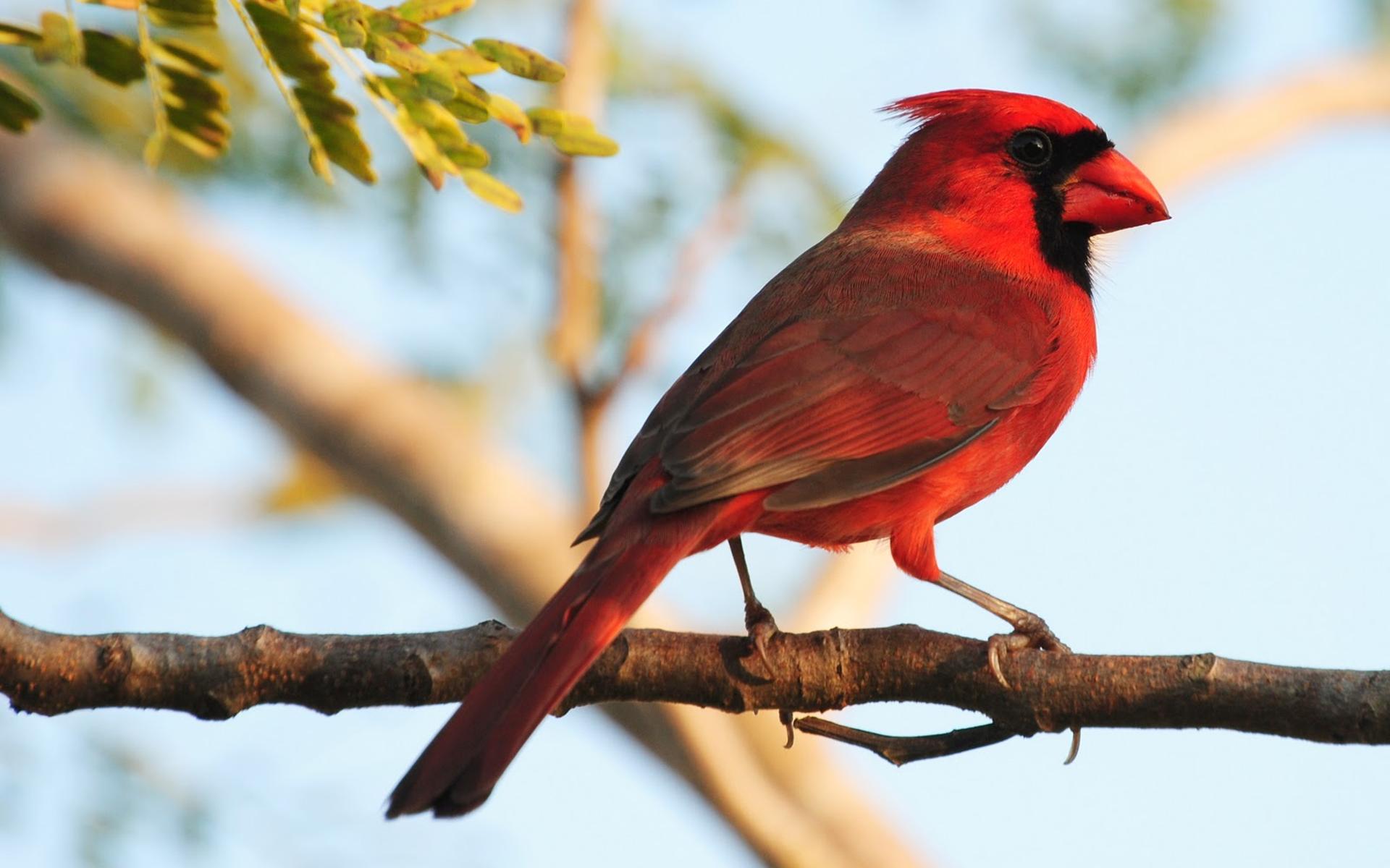 Red Cardinal Wallpapers