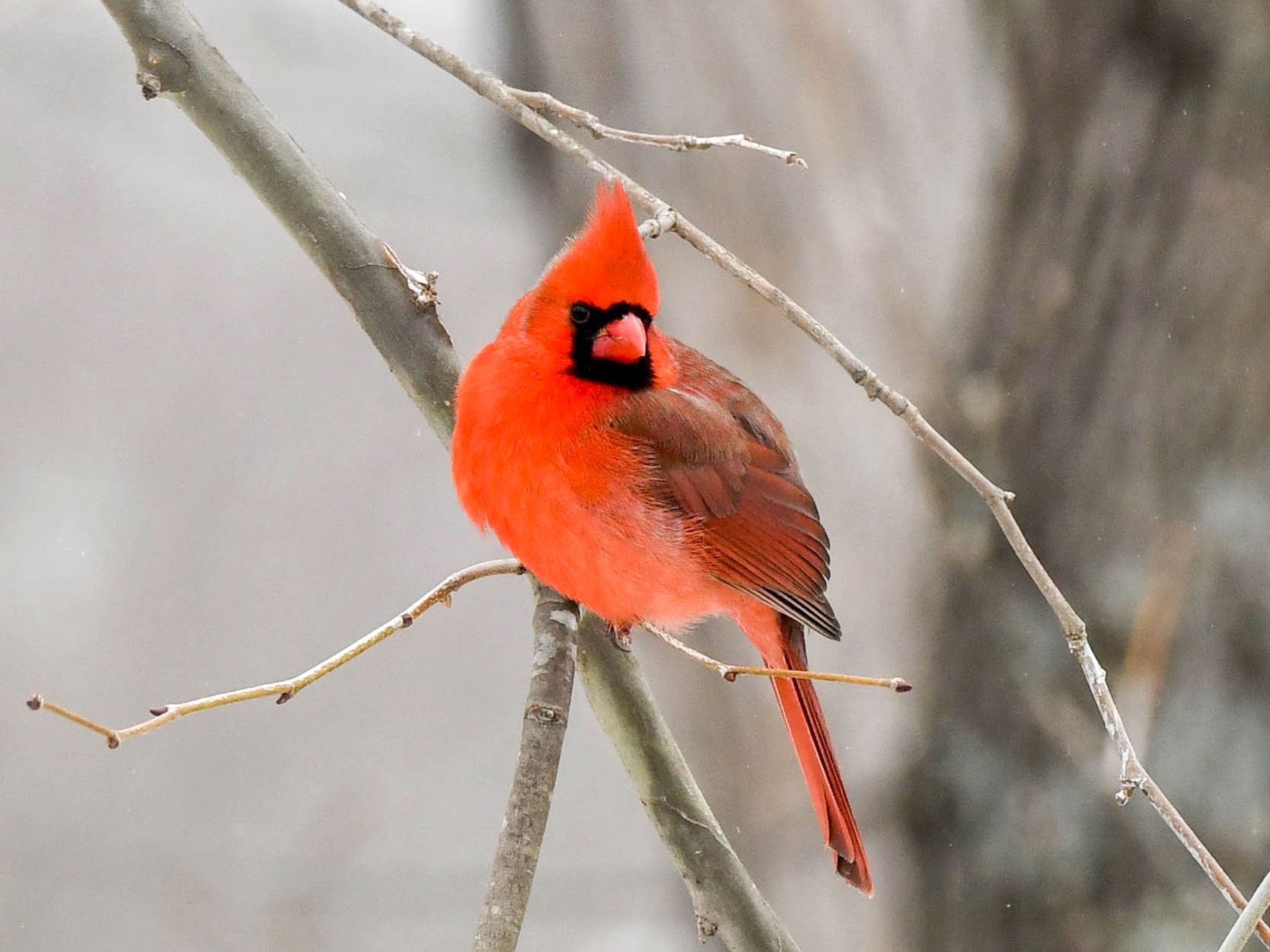 Red Cardinal Wallpapers