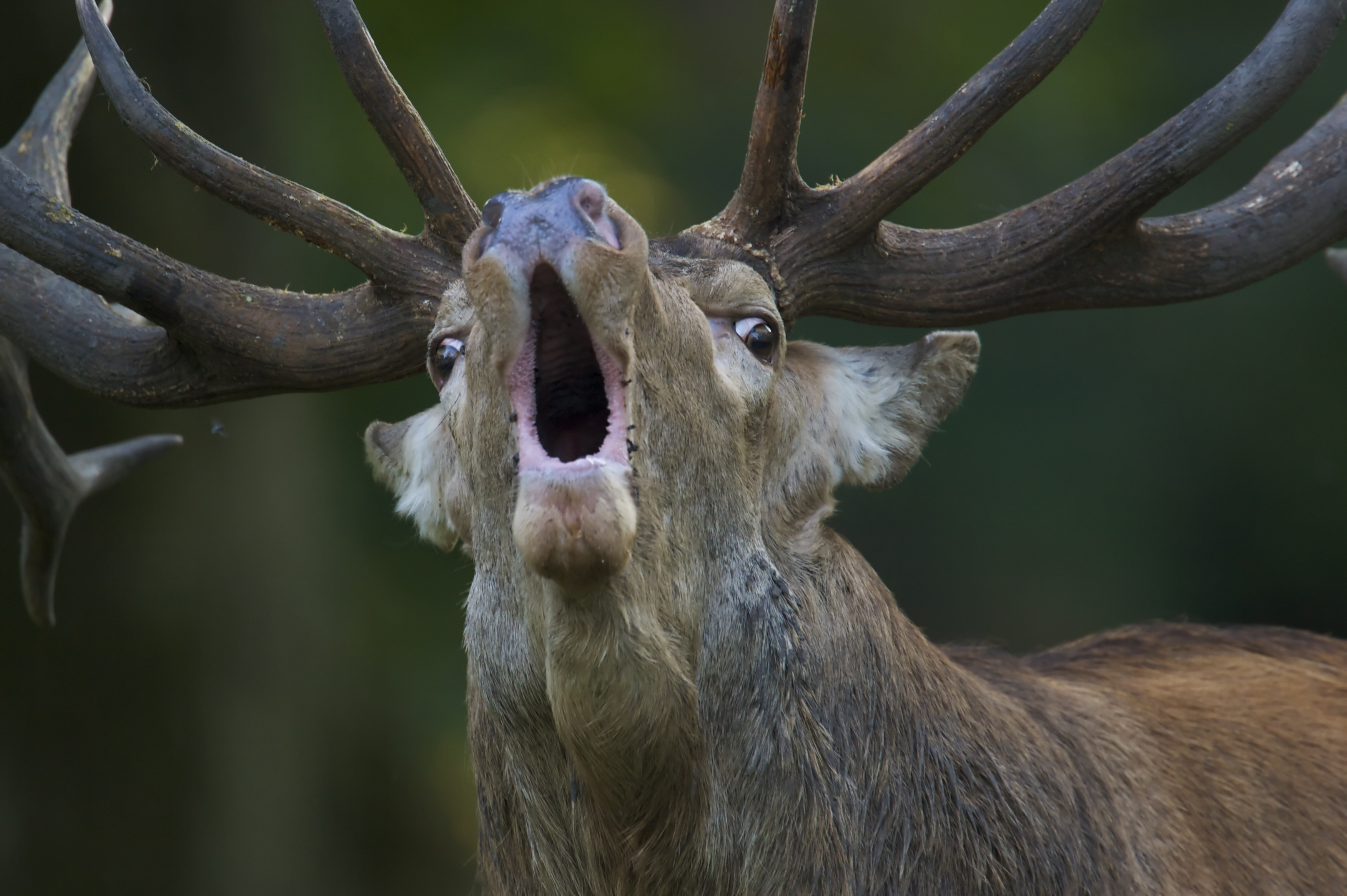 Red Deer Wallpapers