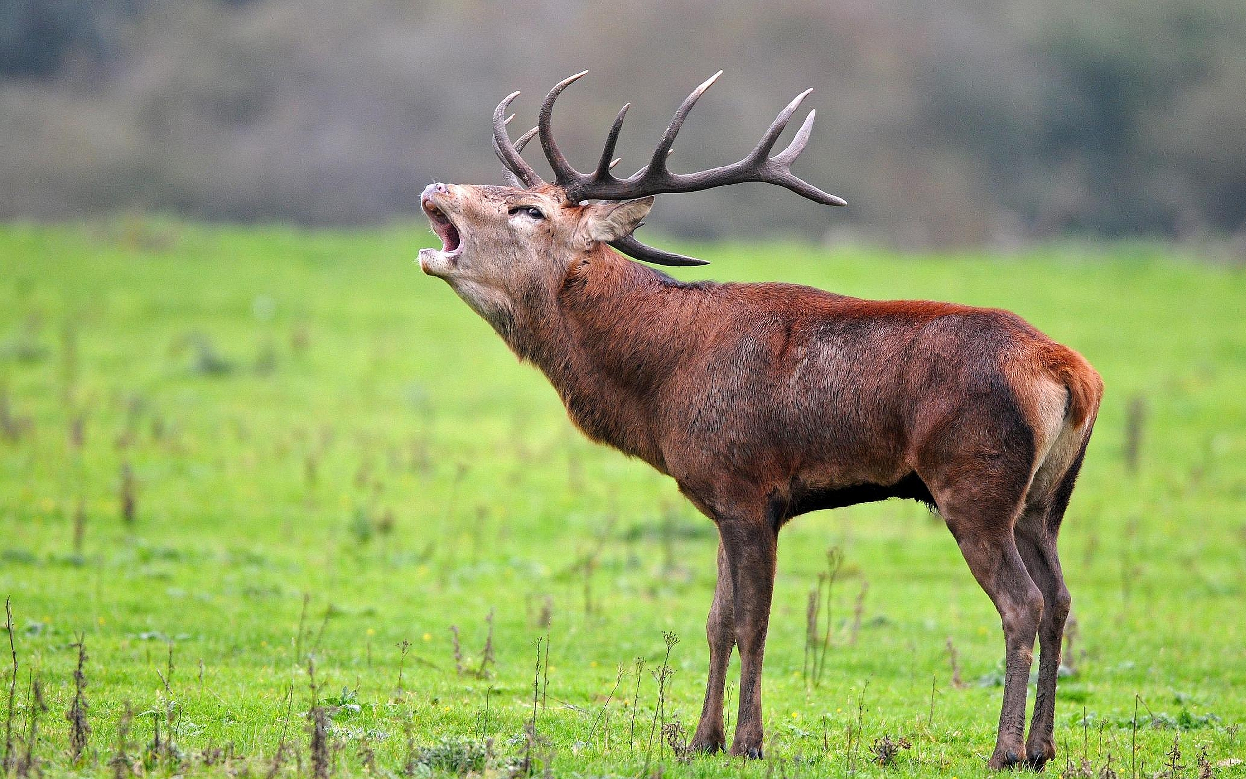 Red Deer Wallpapers